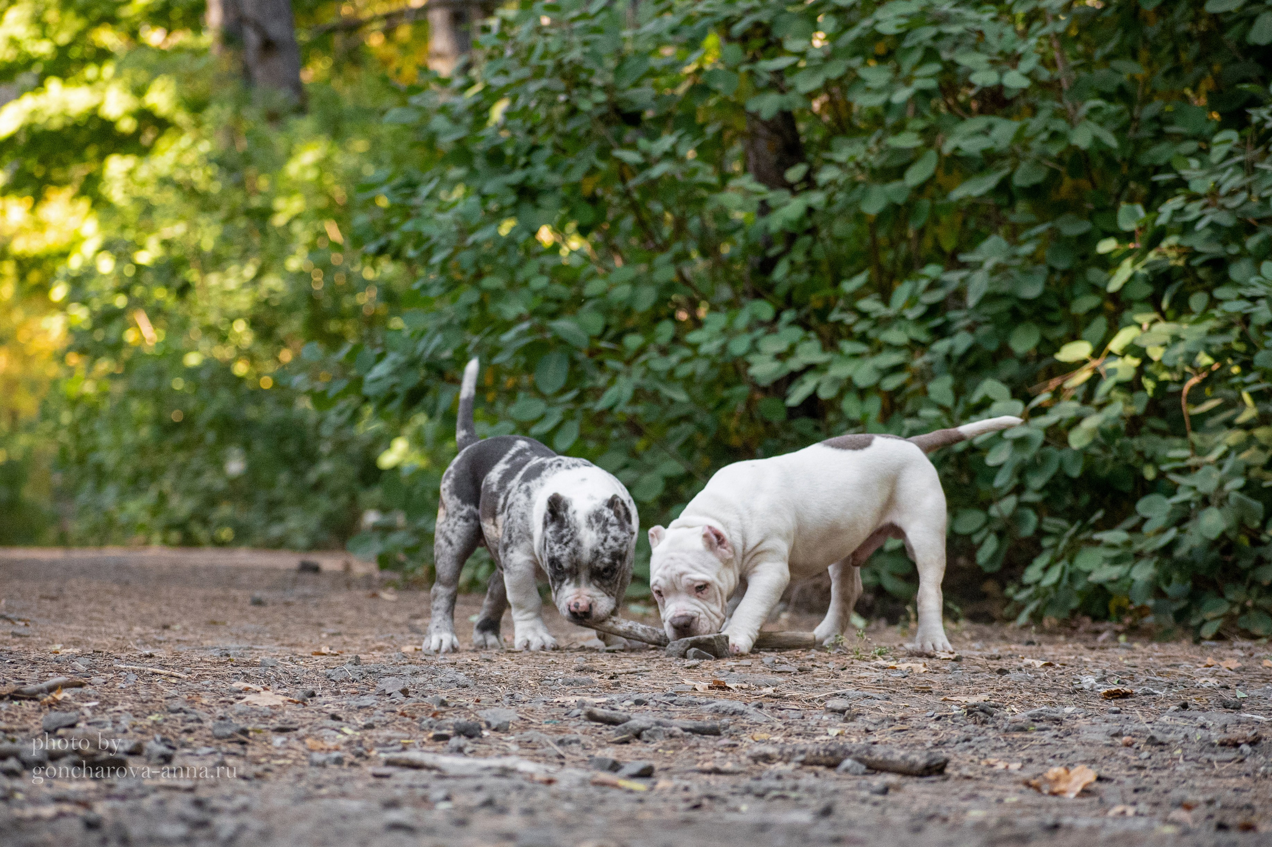 Фотопрогулки. Фотограф анималист в Ростове I Гончарова Анна