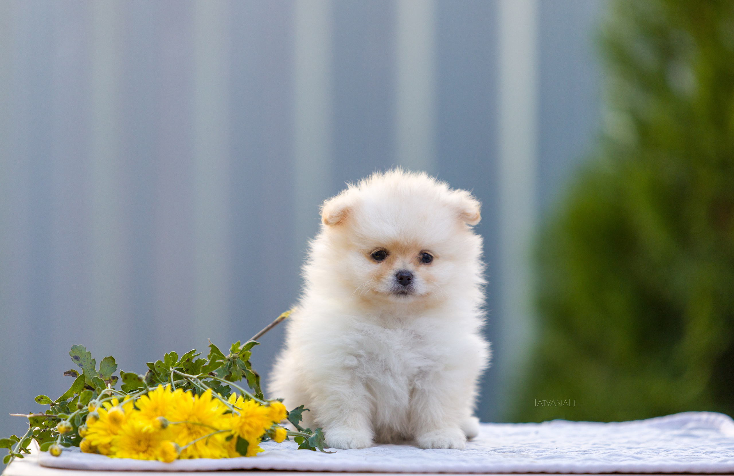 Немецкий шпиц миниатюрный. Фотограф — анималист Татьяна Ли