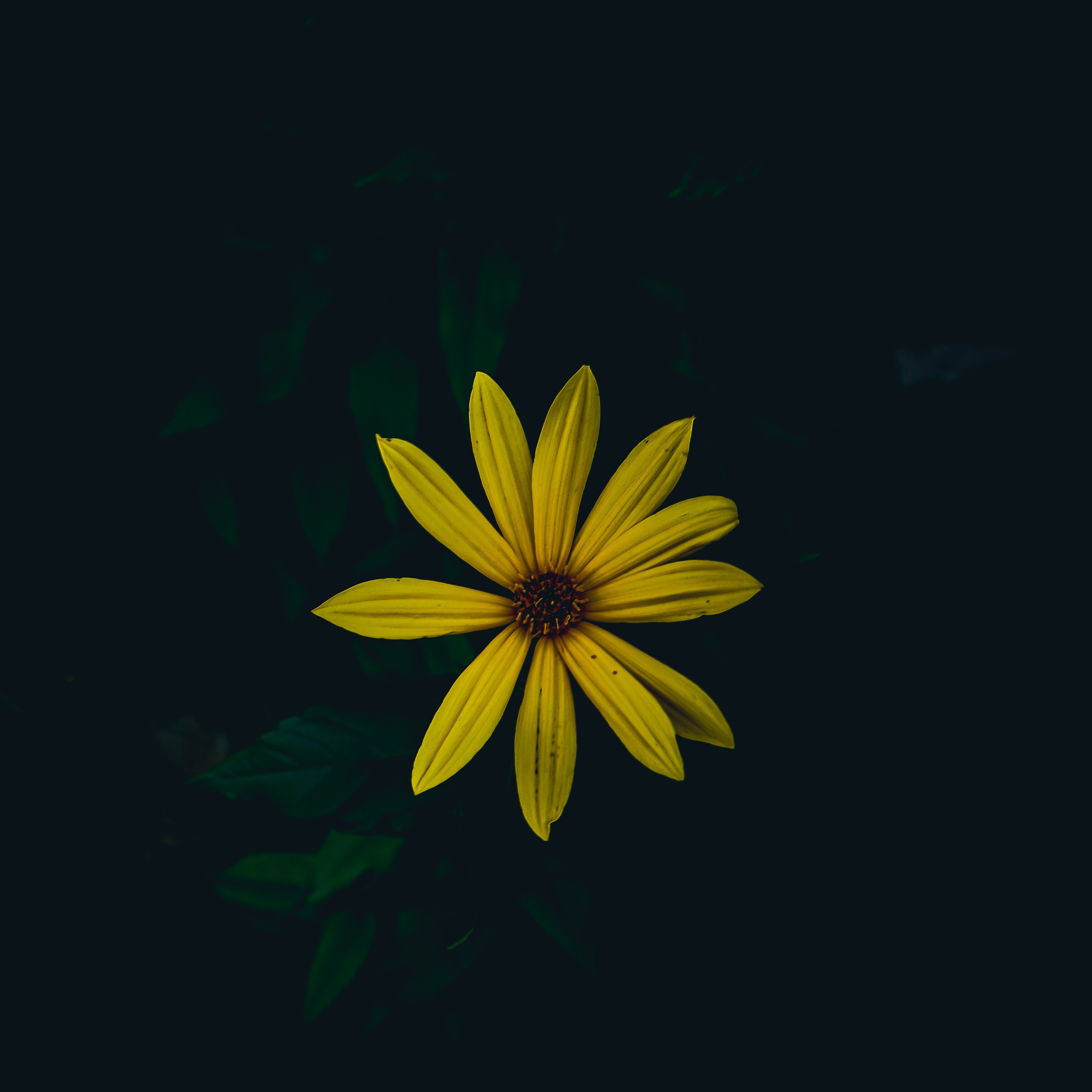 Природа &. Фотохудожник в СПб