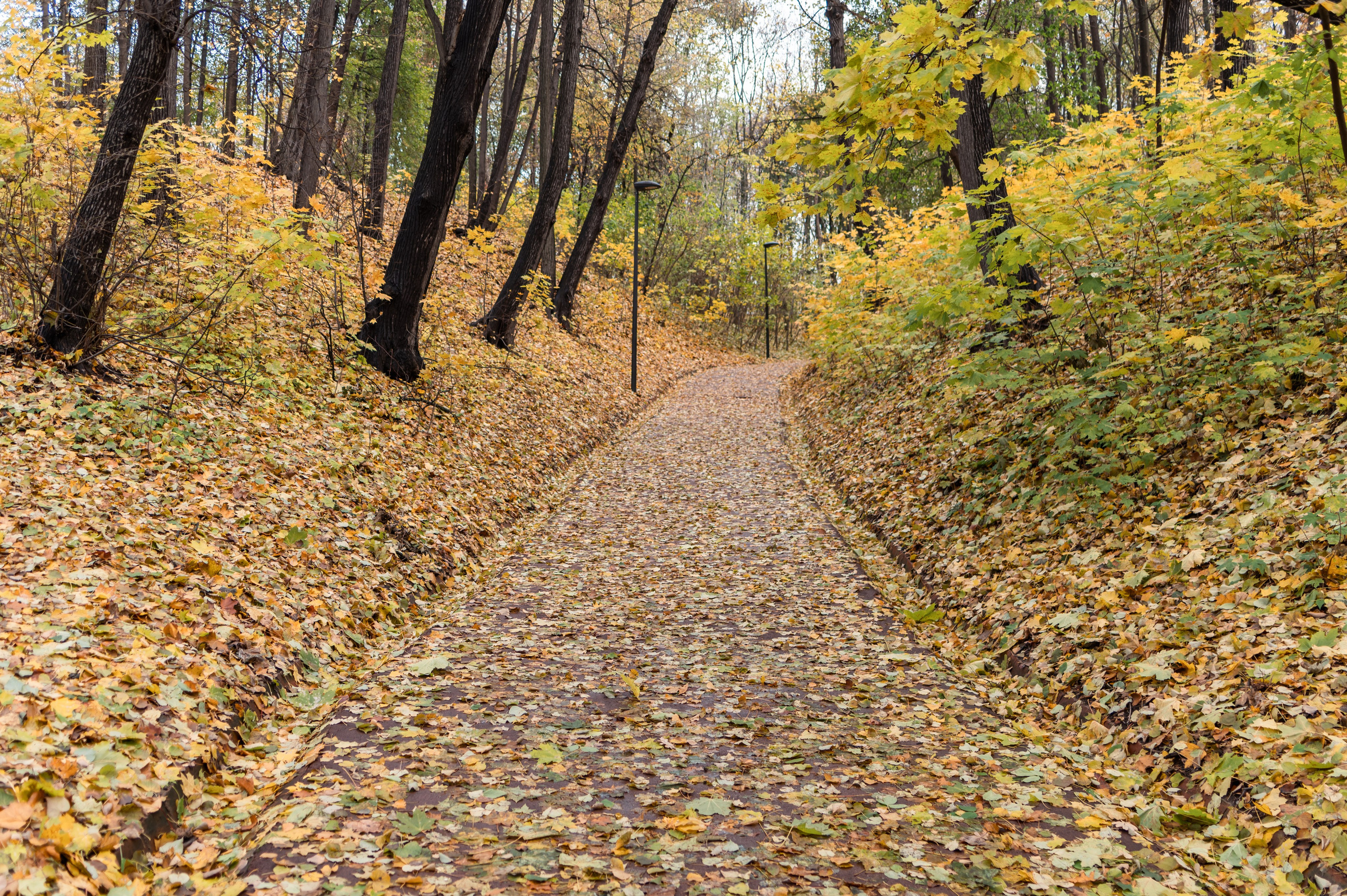 20231031 Нескучный сад. Дмитрий Ремизов. Фотография, как хобби