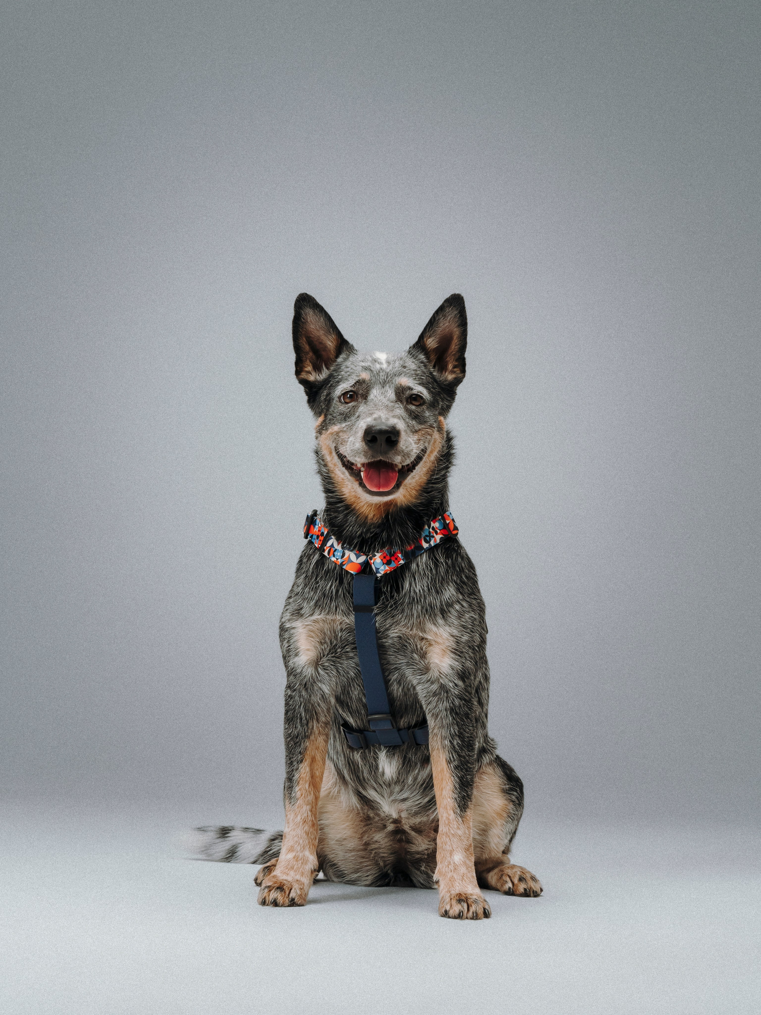 B&F. Амуниция. Семейный фотограф анималист Ананьева Мария — Москва