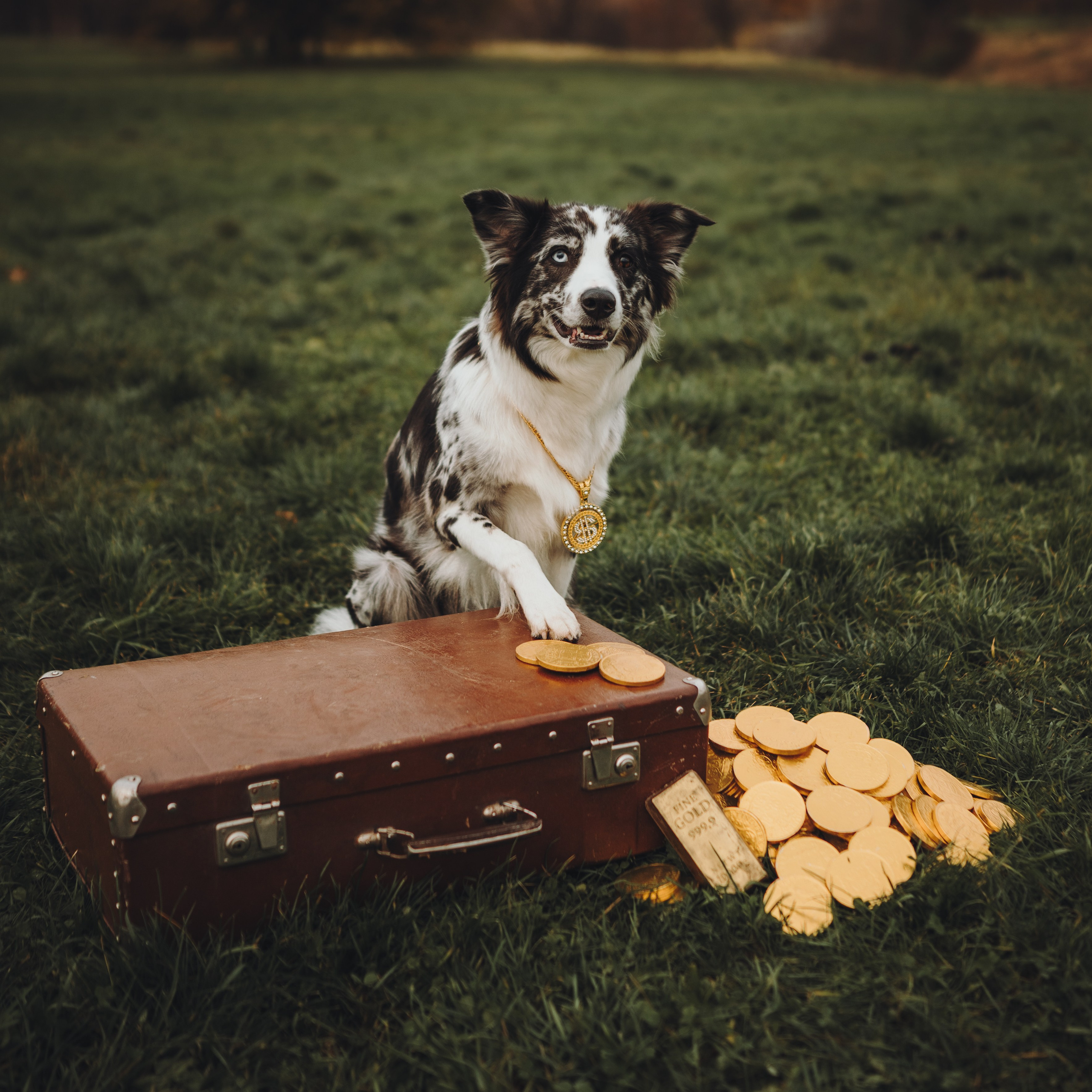 Лилу, Ри и Тучка. Семейный фотограф анималист Ананьева Мария — Москва