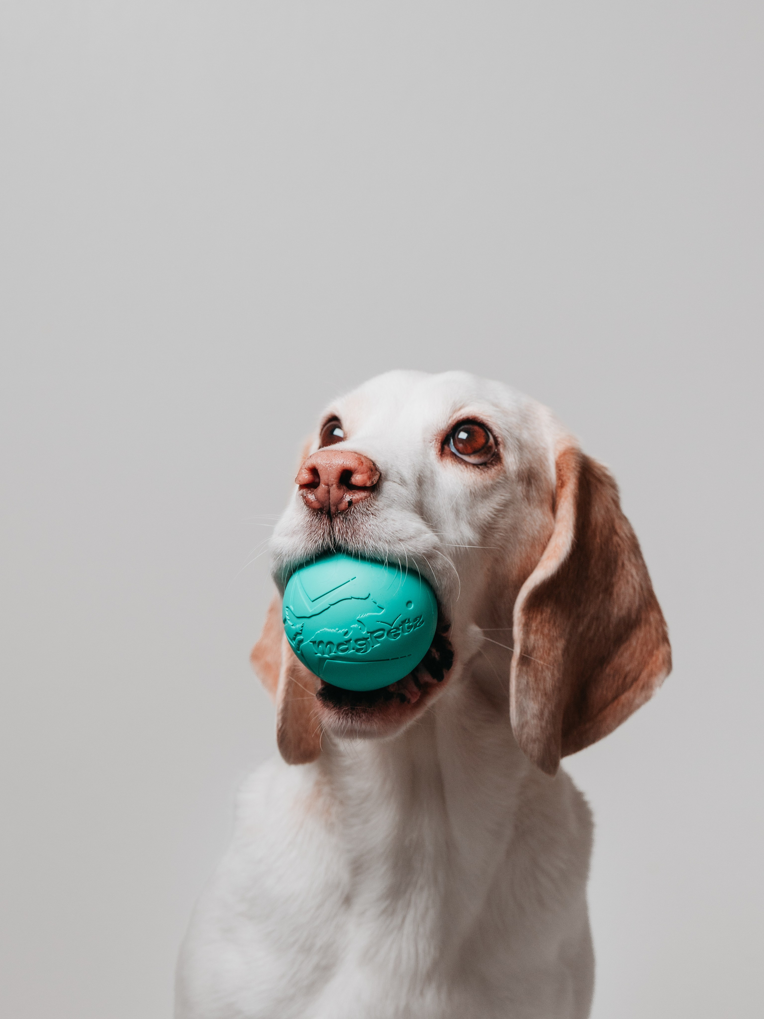Magpetz. Семейный фотограф анималист Ананьева Мария — Москва