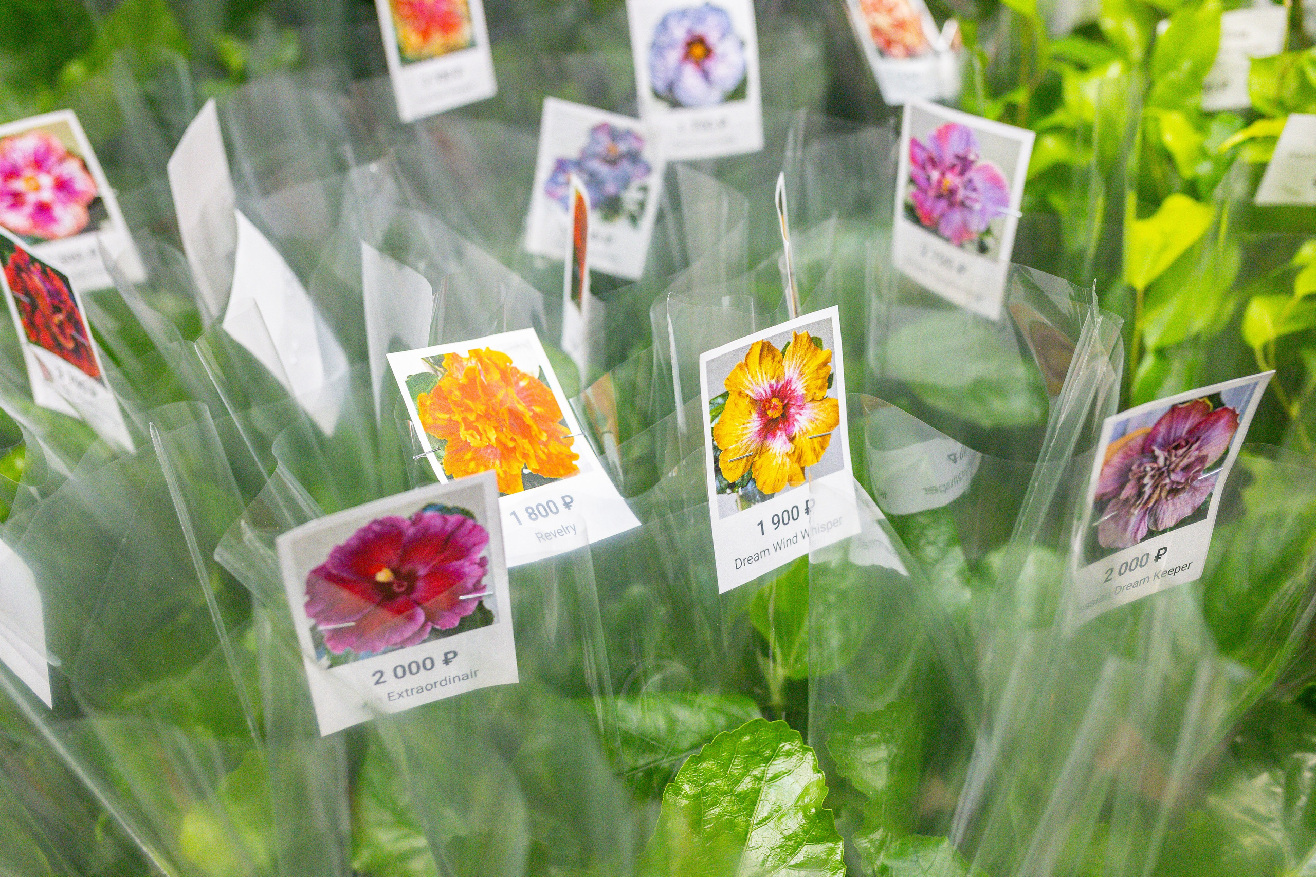 Монстериум 11–12 октября. Александра Куликова фотограф, Москва