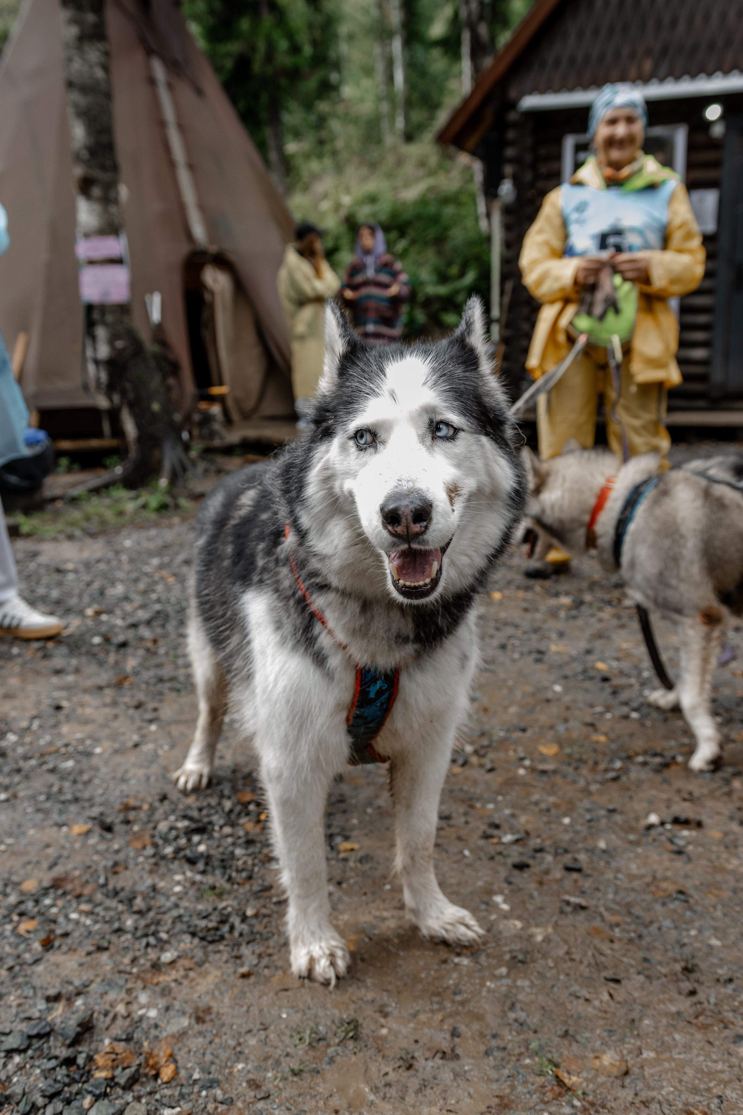 Дог-треккинг