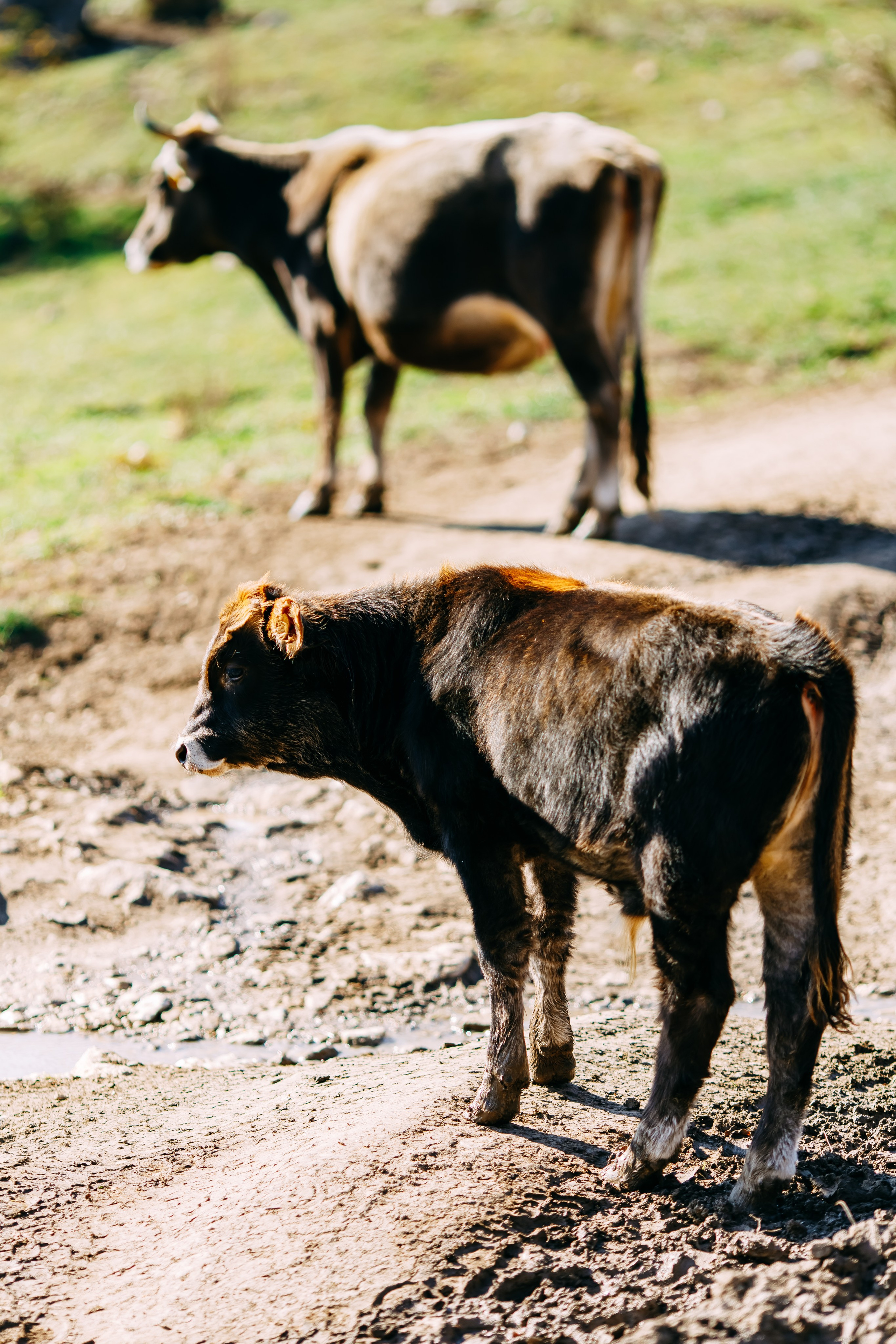 Армения. Фотосъемка, свадебная фотосъемка, Москва, Нижний Новгород