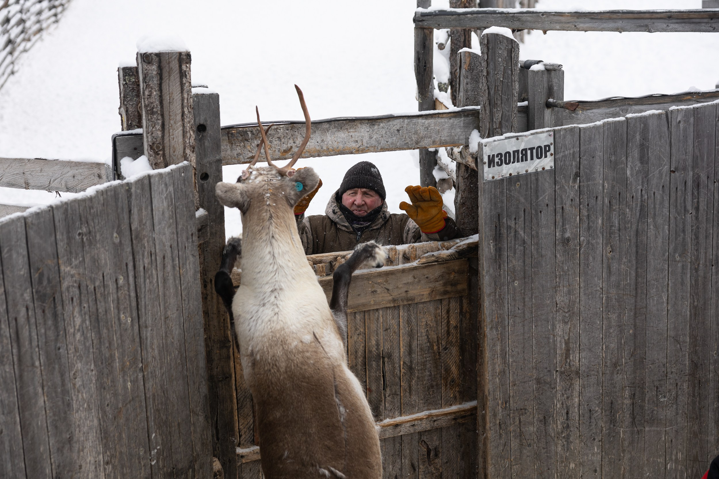 Ловозеро. Оленеводы. Алиса Северная. Визуальные исследования. Пейзажная и документальная фотография