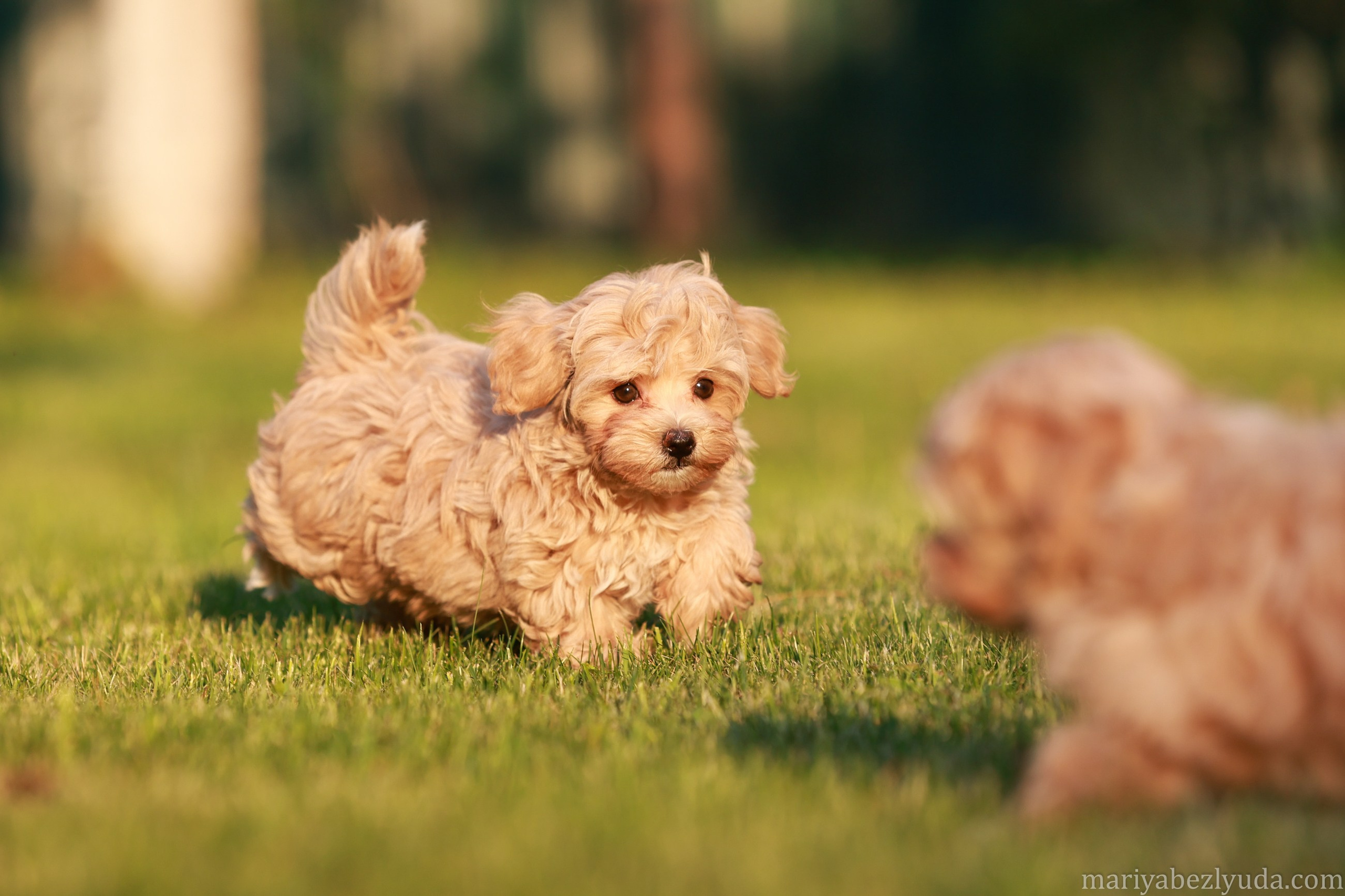 Щенки. Семейный и детский фотограф в Москве Мария Быкова