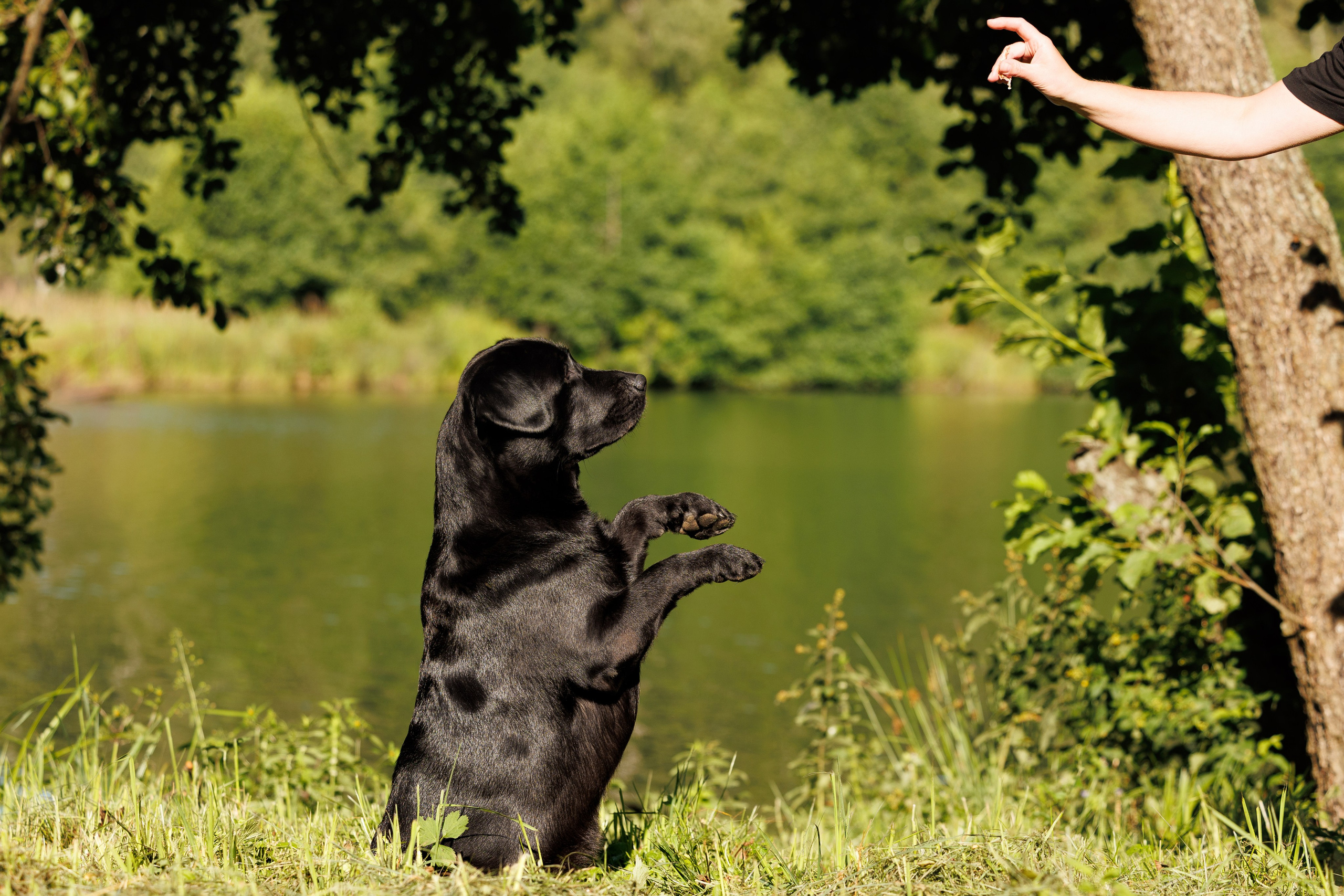 Портфолио: Фотосессии людей с собаками — душевные кадры. Фотограф-анималист и бренд-фотограф в Москве | Фотография собак, людей, бизнес-портрет