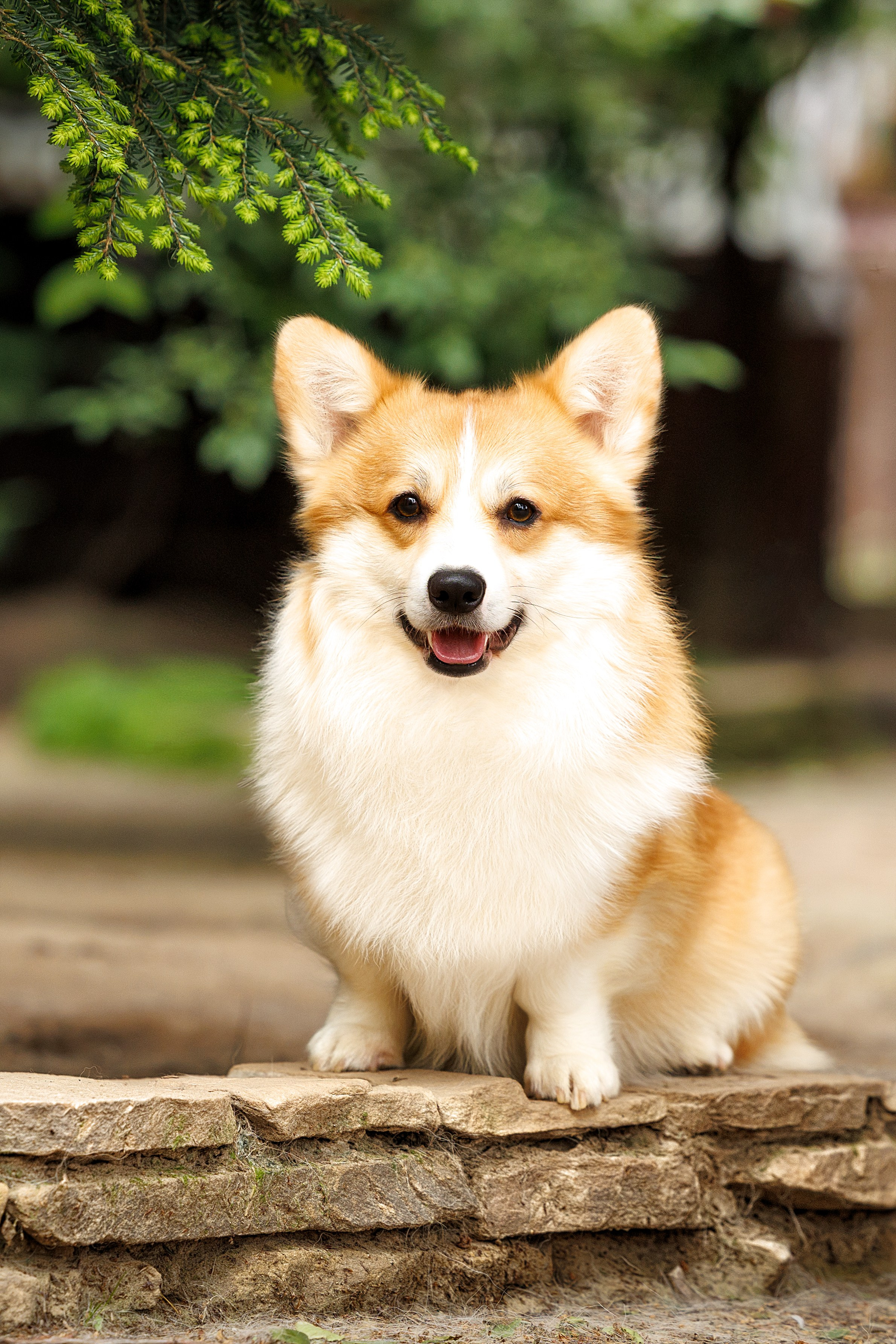 Фотограф-анималист и бренд-фотограф в Москве | Фотография собак, людей, бизнес-портрет