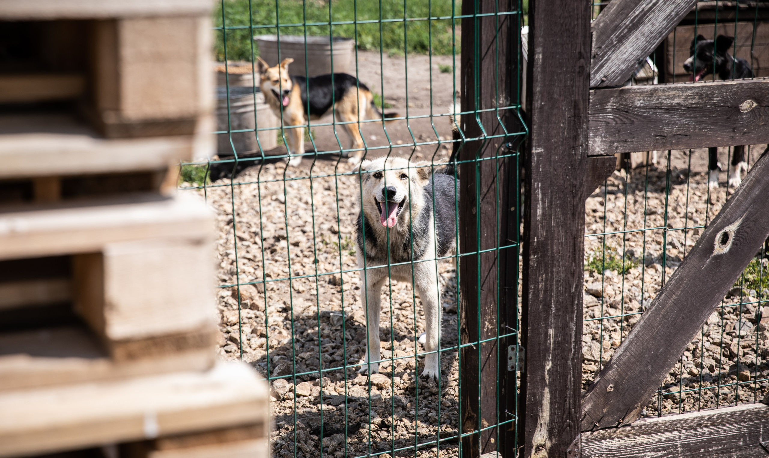 Приют — Наш дом. Репортажный и свадебный фотограф в Челябинске Елисеев Павел