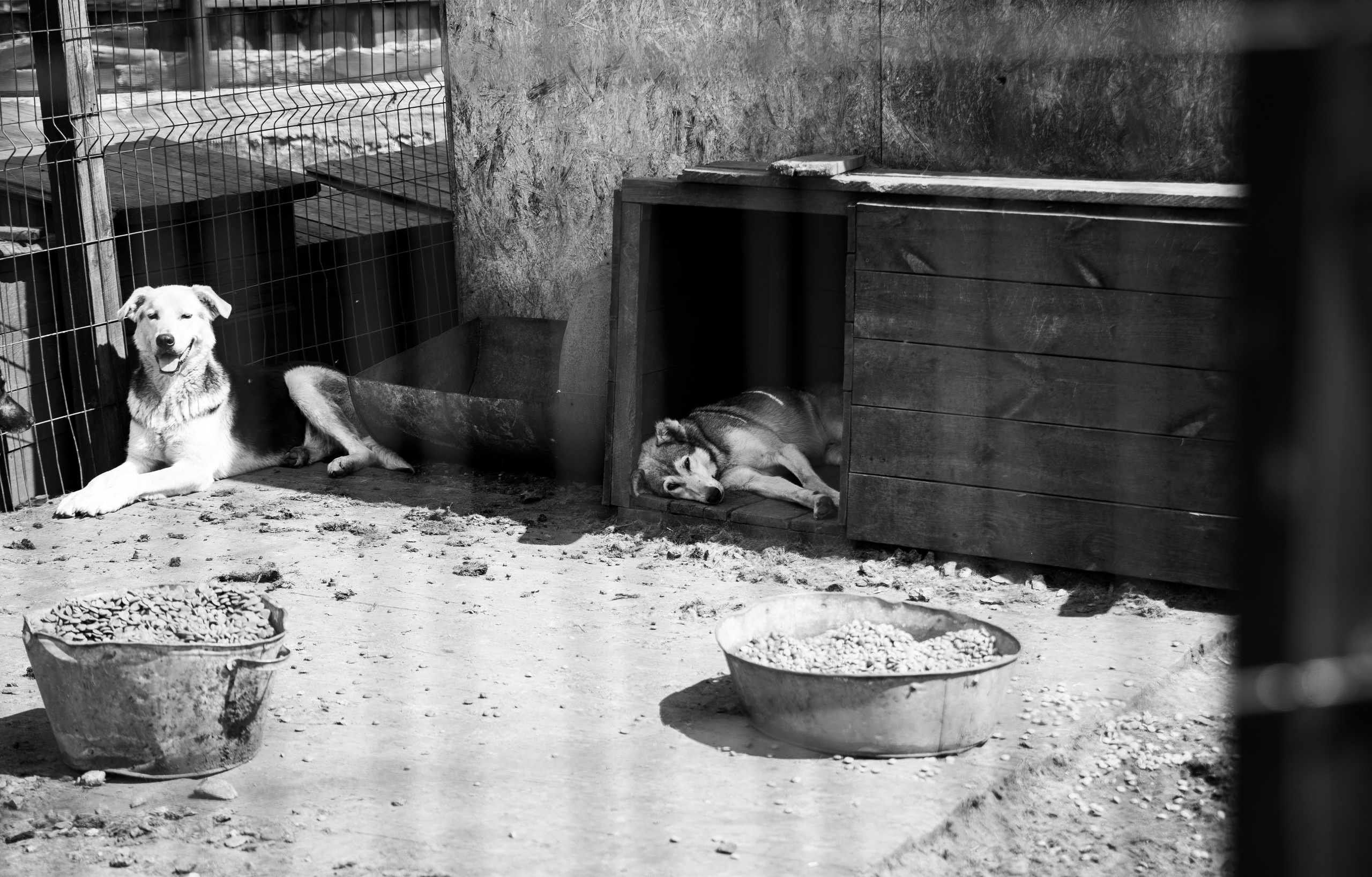 Приют — Наш дом. Репортажный и свадебный фотограф в Челябинске Елисеев Павел