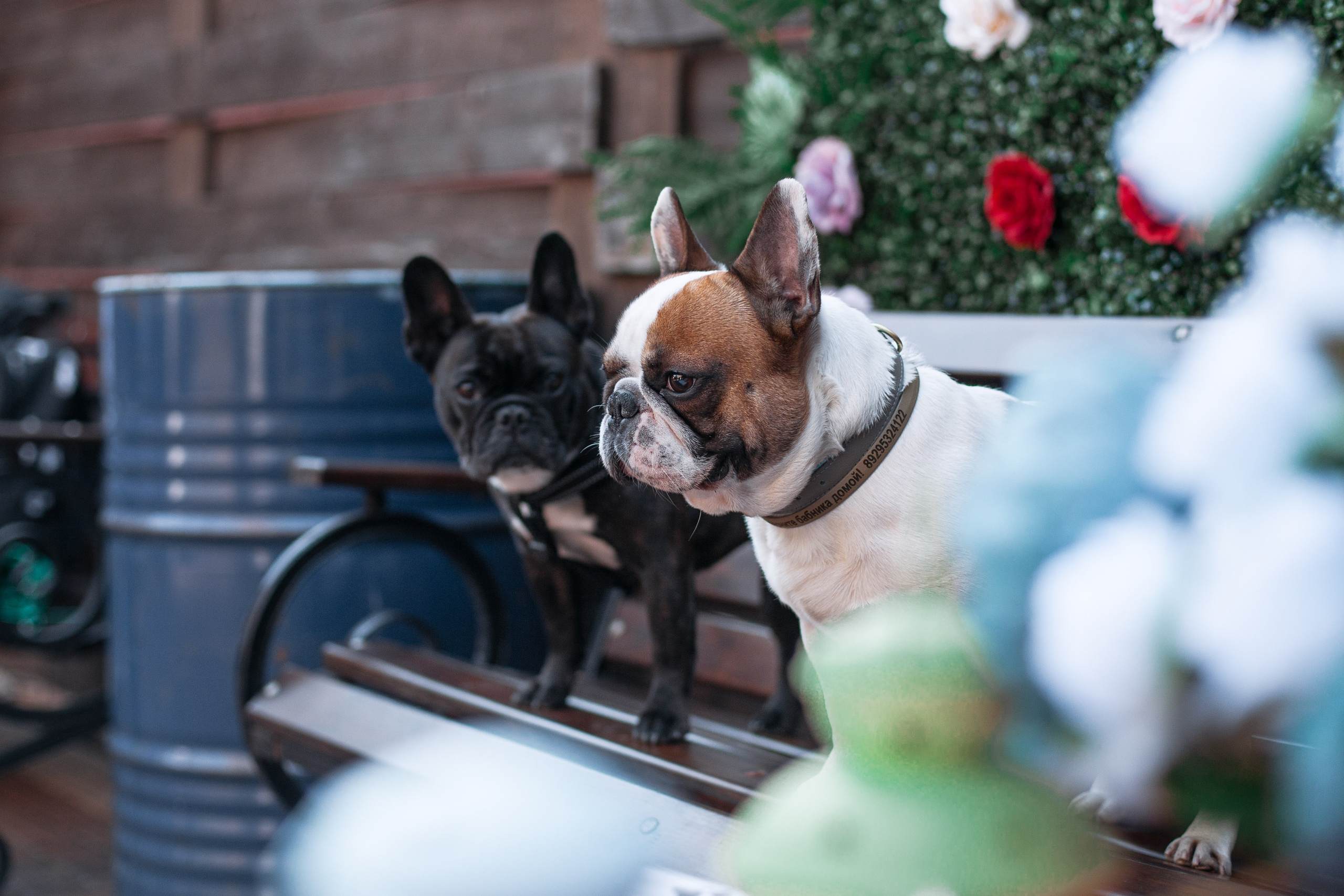 Бульбалл 23.04.2023. Фотограф-анималист Татьяна Степанова