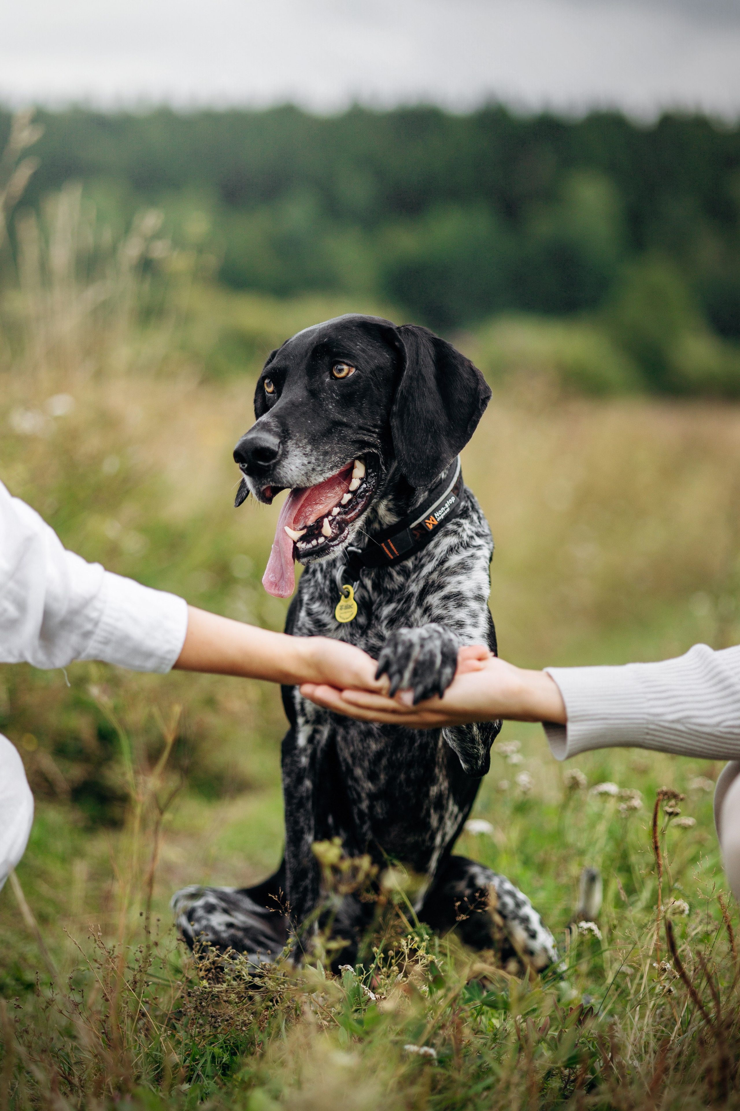 Хеликс и его семья. Фотограф — Анималист | Санкт-Петербург