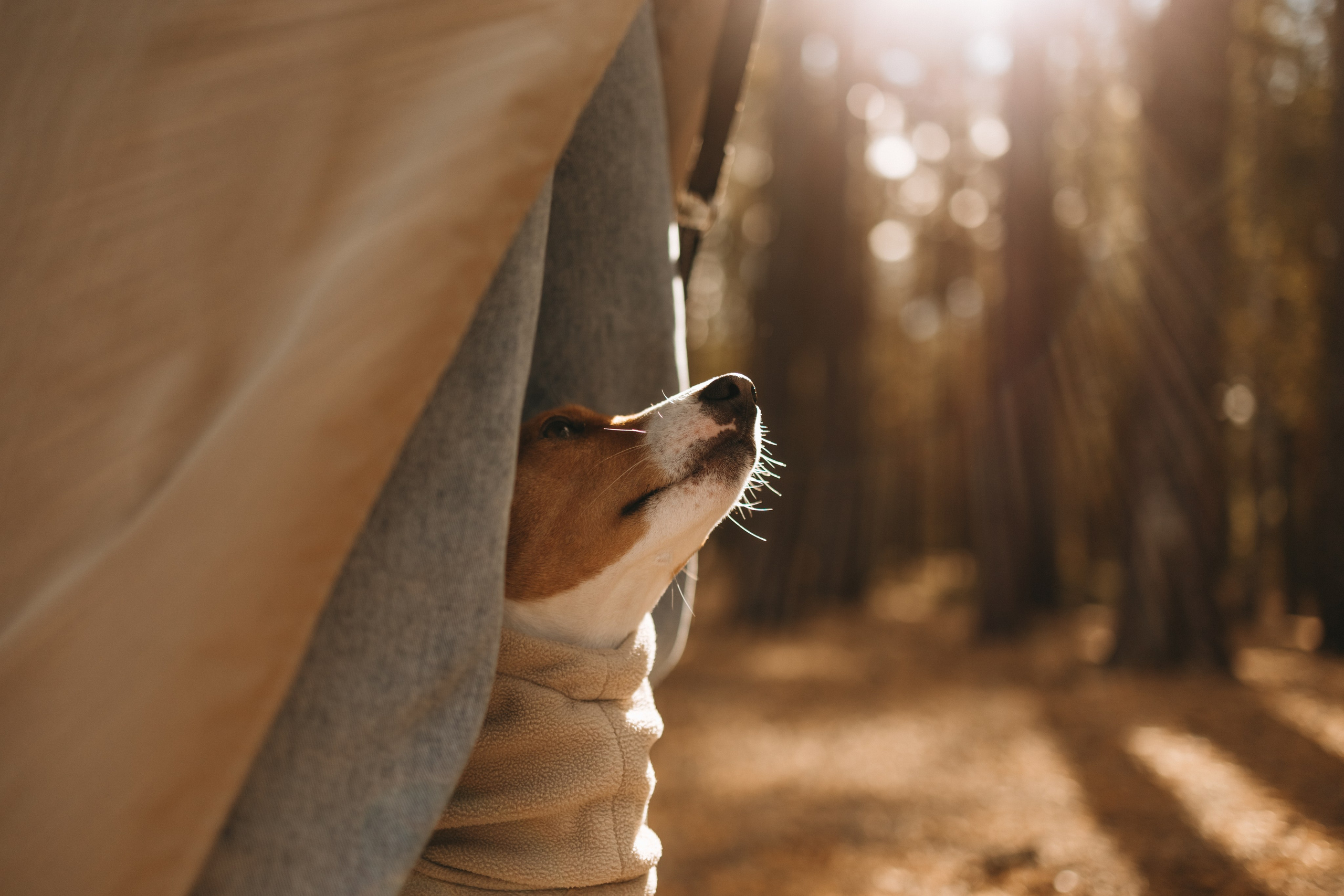 Алиса и Лео. Фотограф — Анималист | Санкт-Петербург