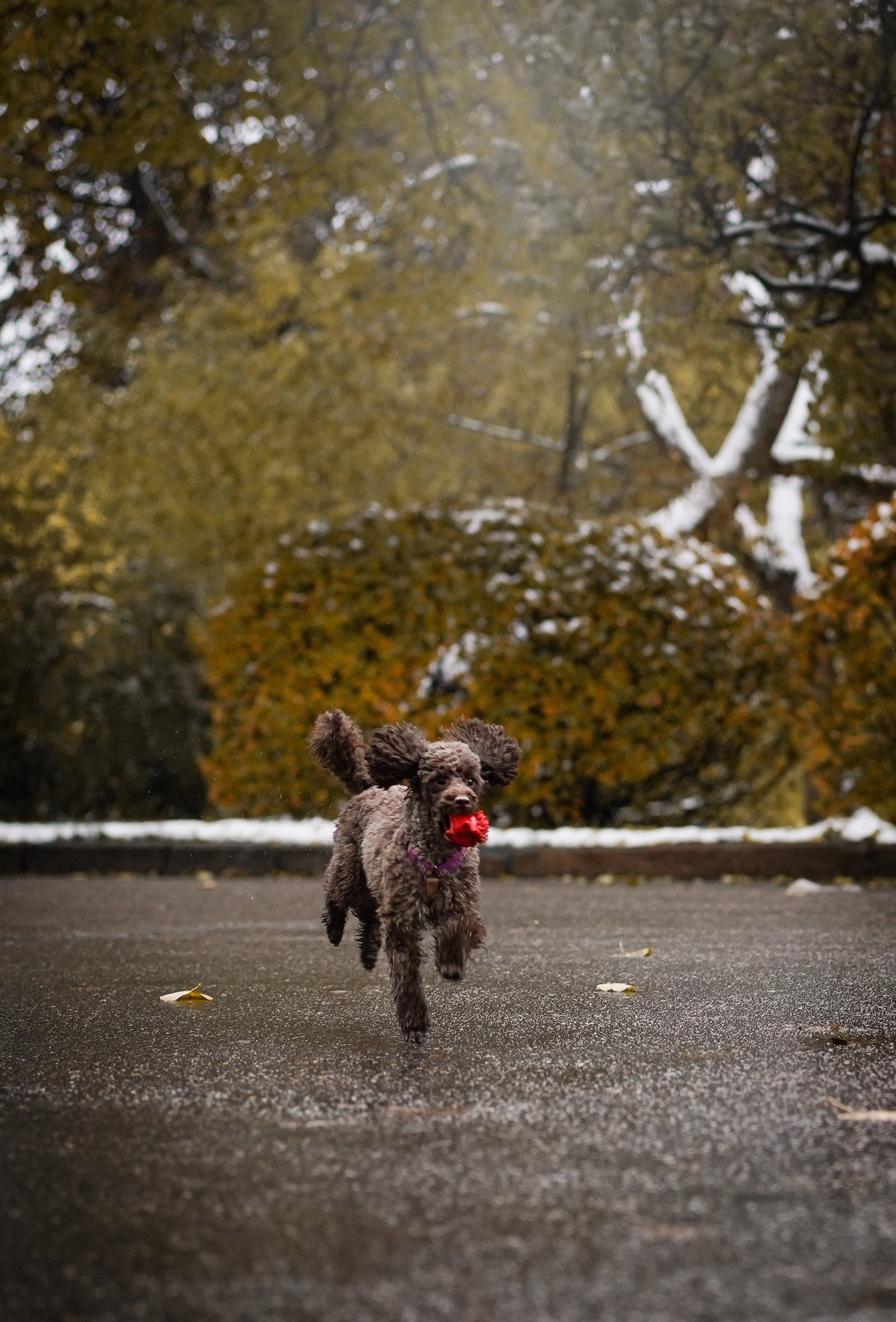 Марина Артем Мия и Хлоя. Фотограф-анималист в Санкт-Петербурге Яна Мартынова