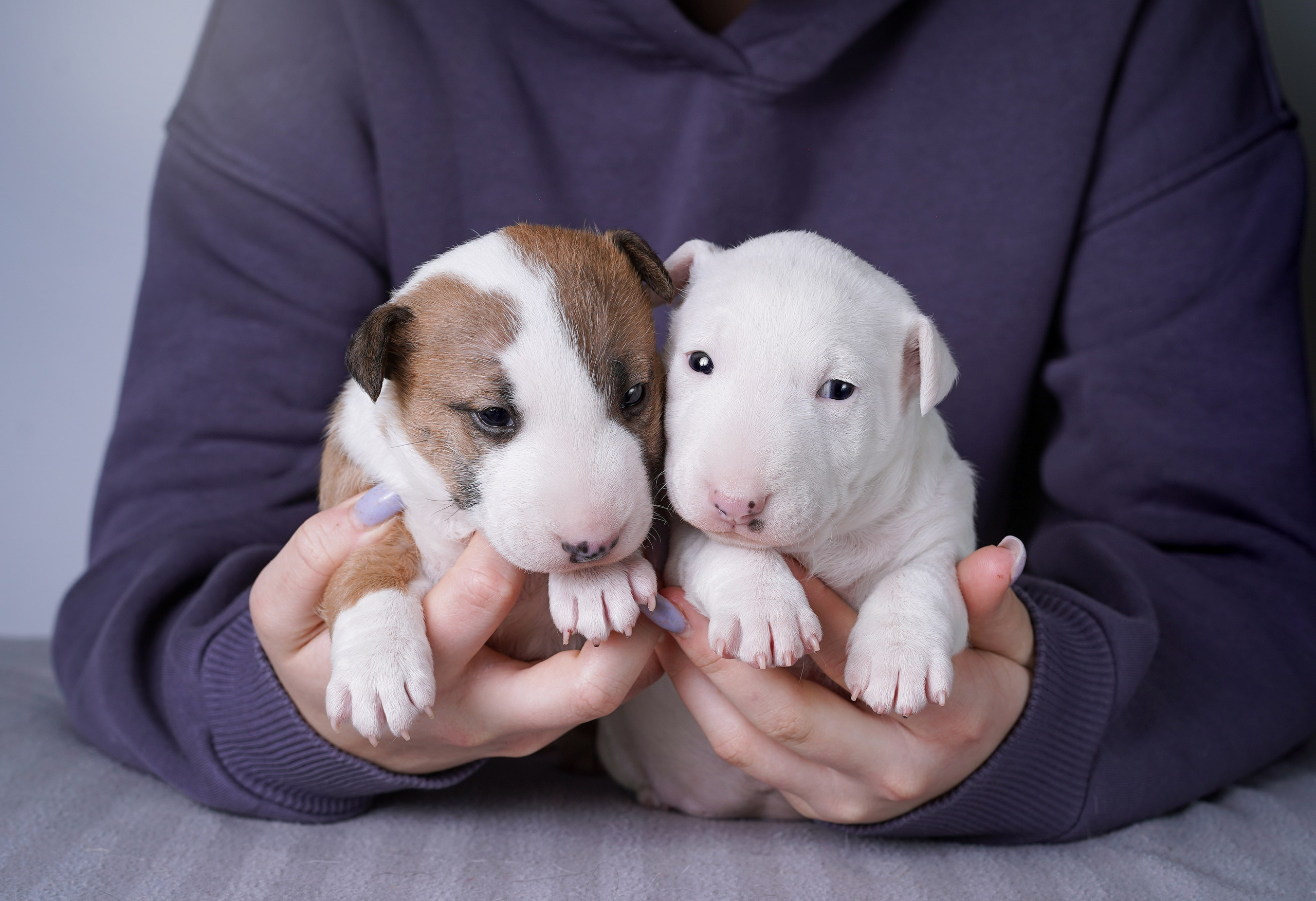 Щенки минибуля. Фотограф-анималист в Санкт-Петербурге Яна Мартынова