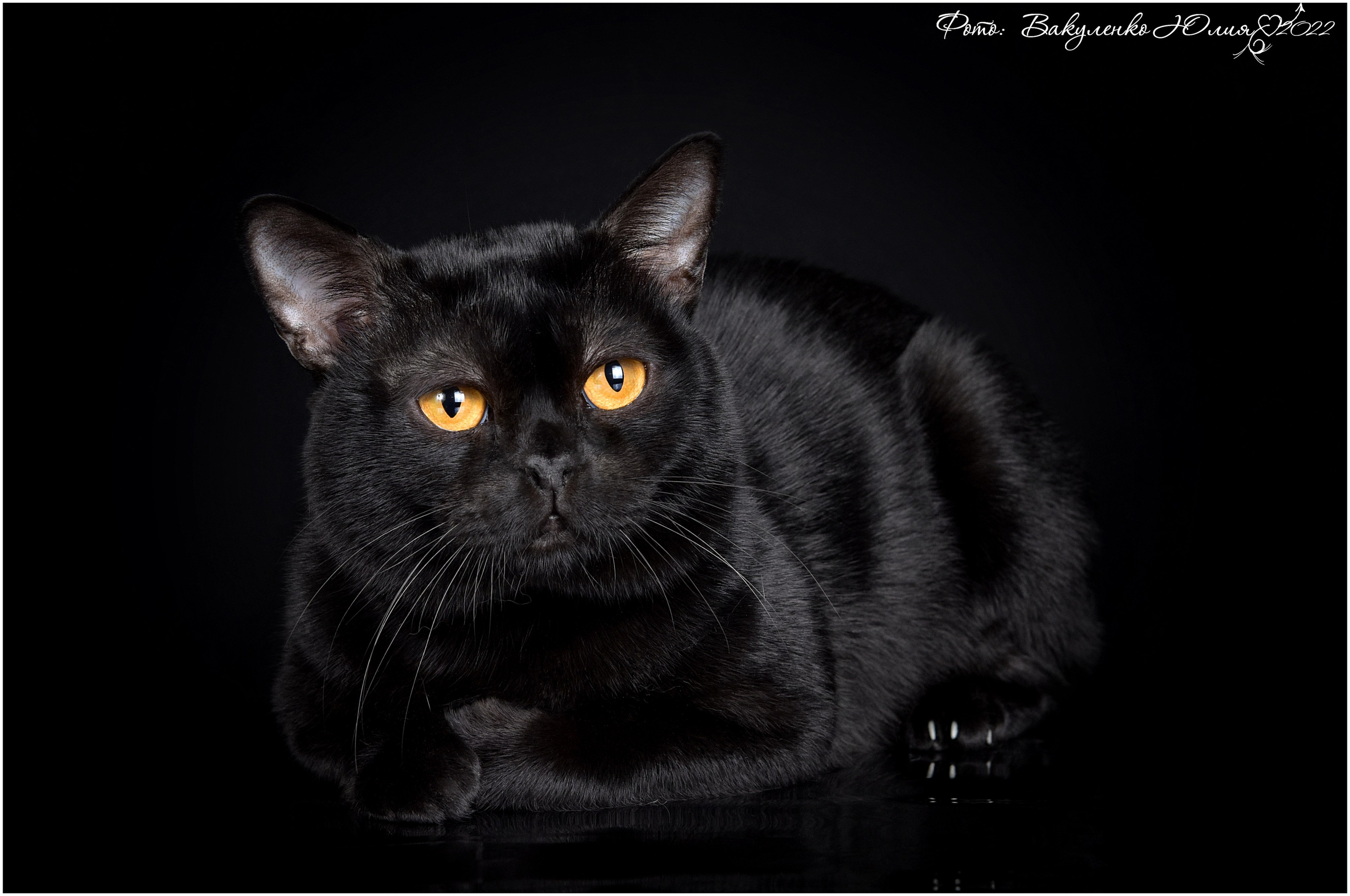 Взрослые. Фотограф анималист | семейный Юлия Вакуленко, г. Краснодар