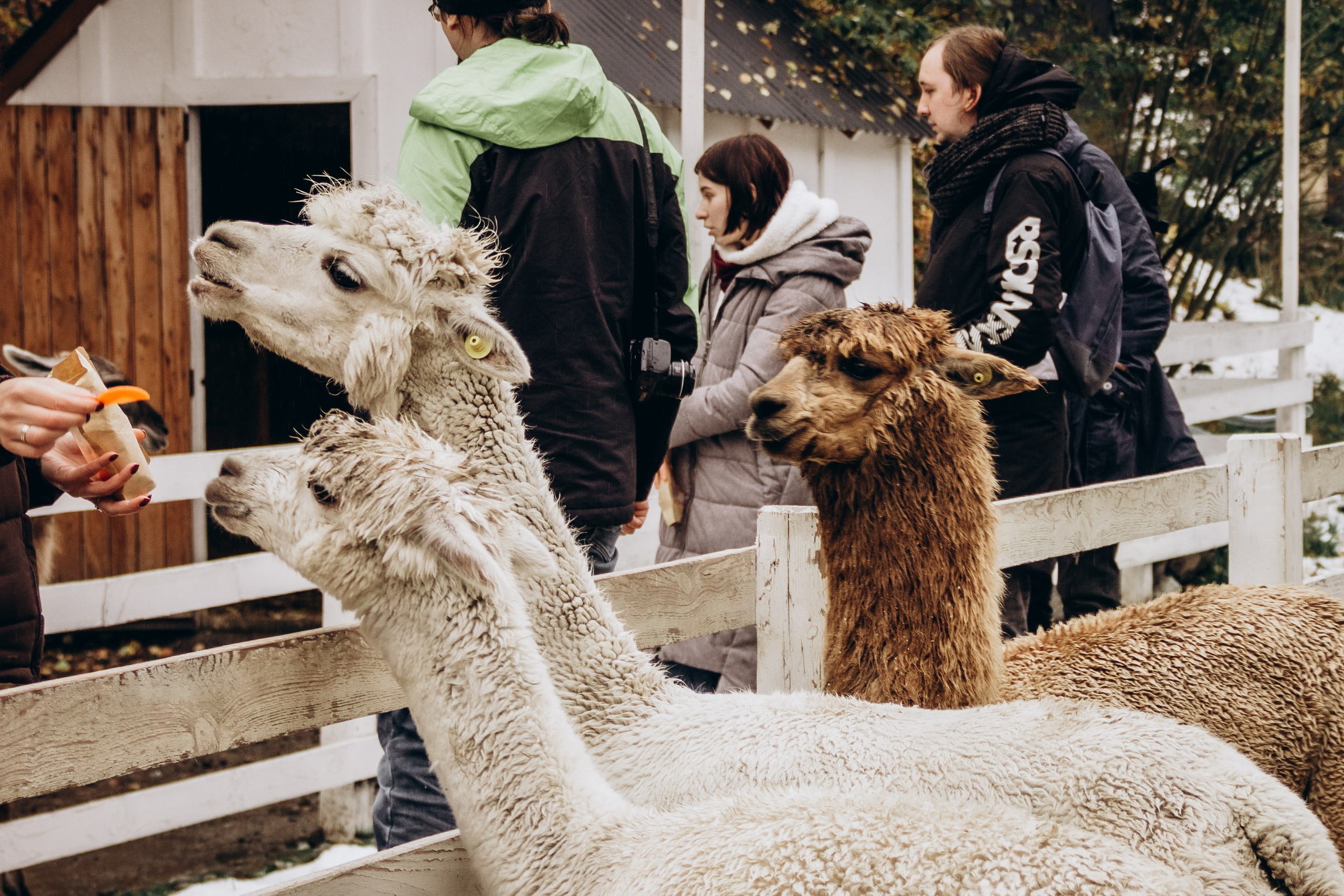 Домбай. Мария Трут. Фотограф