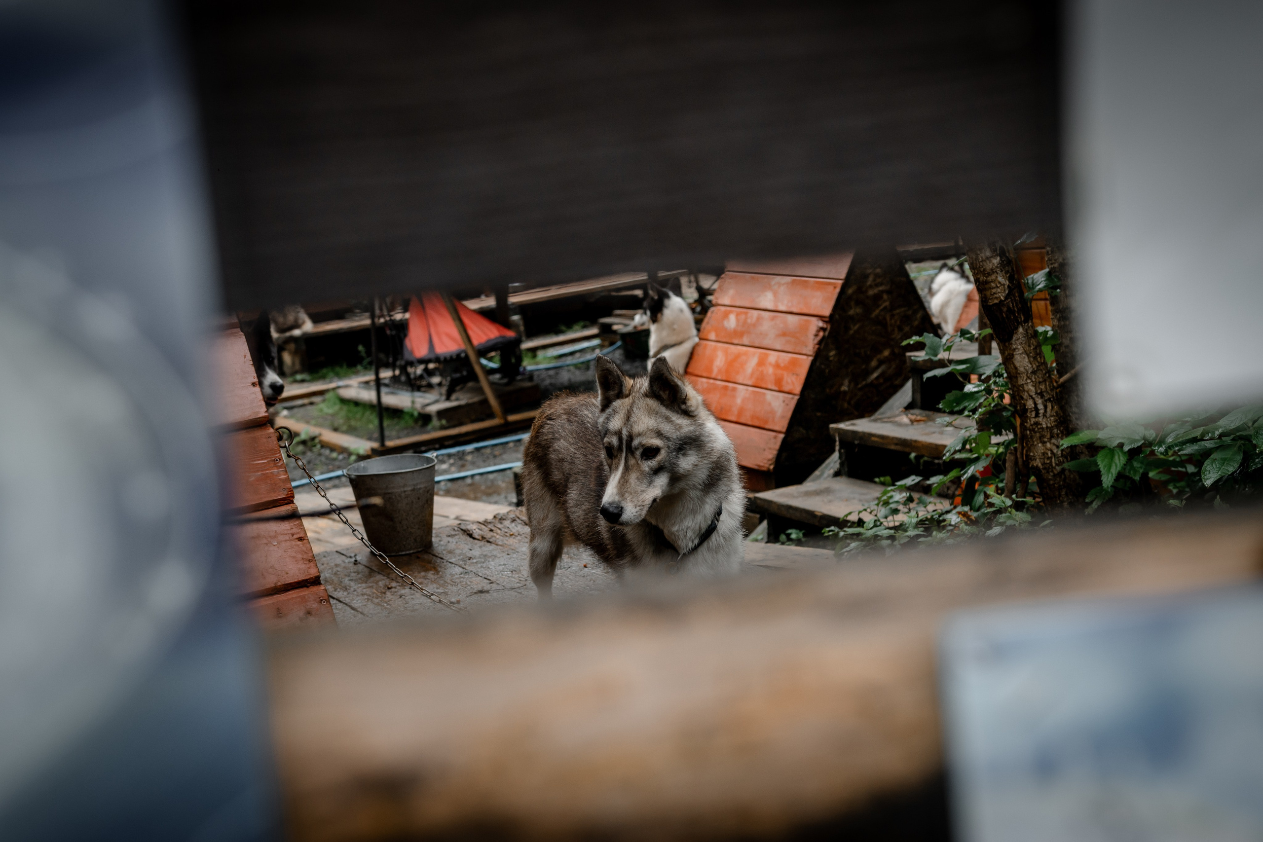 Дог-треккинг