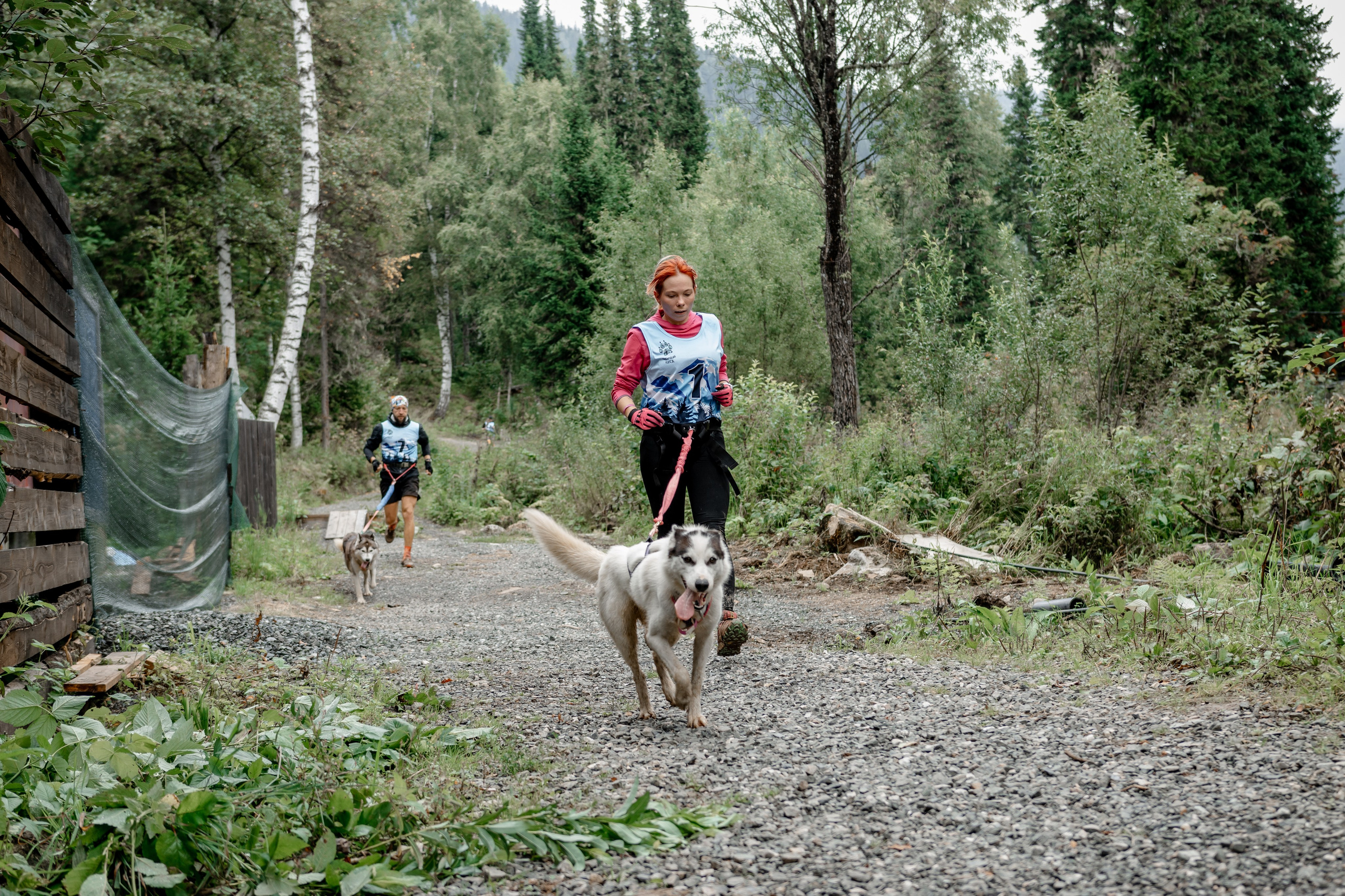 Дог-треккинг