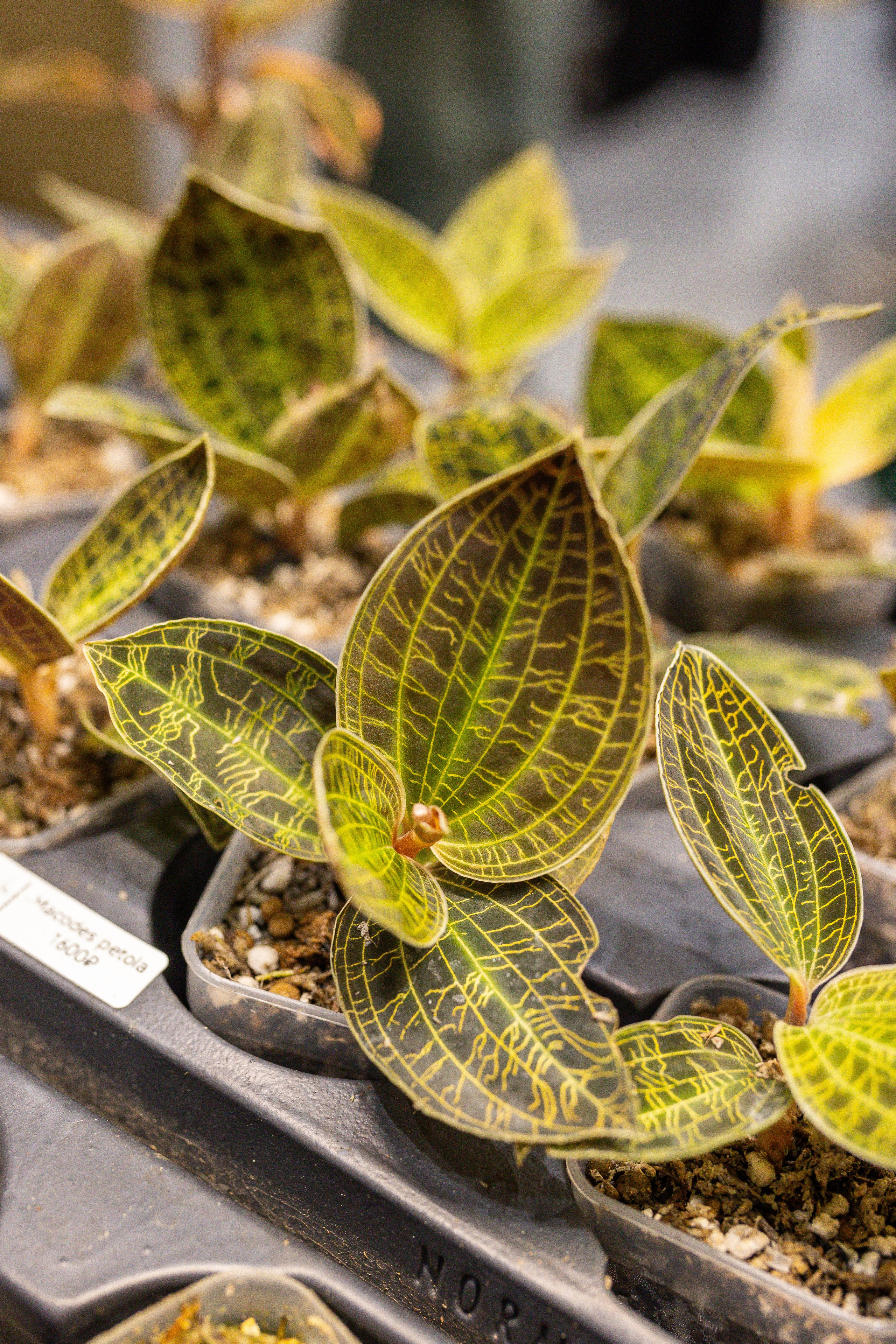 Монстериум 11–12 октября. Александра Куликова фотограф, Москва