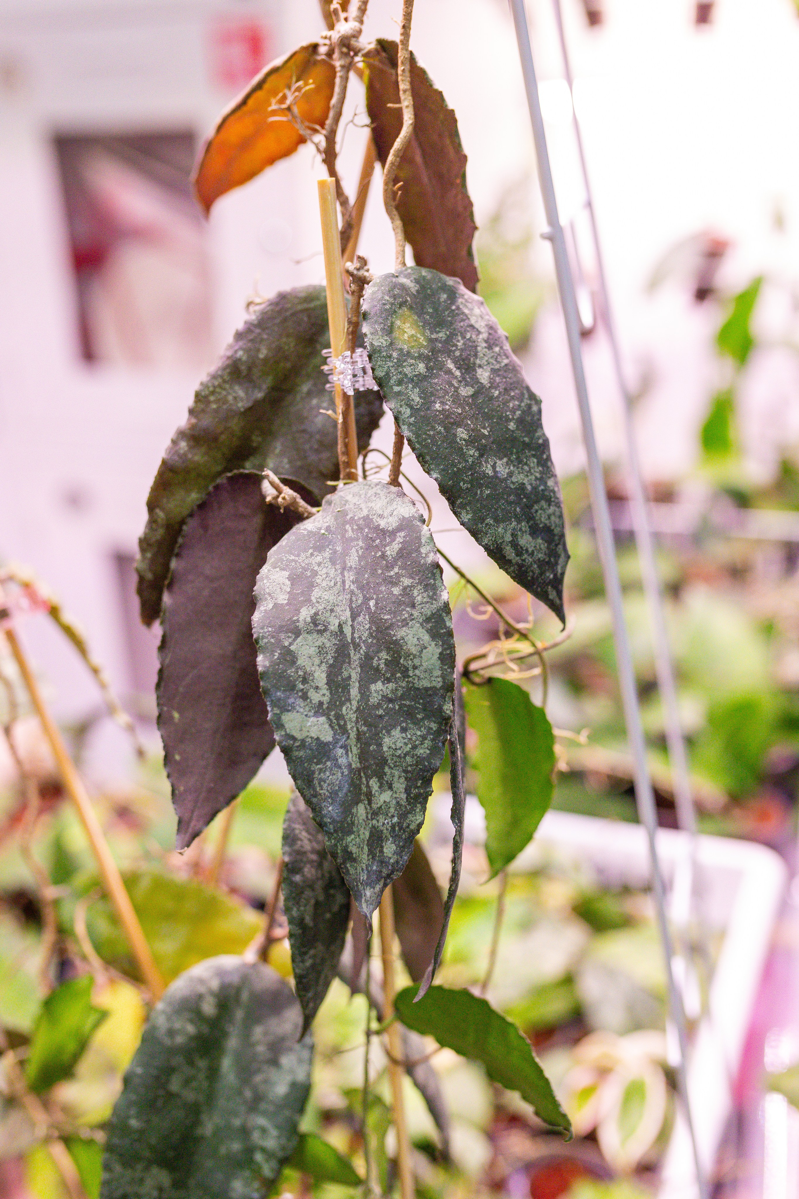 Орхидиум 12.2025. Александра Куликова фотограф, Москва