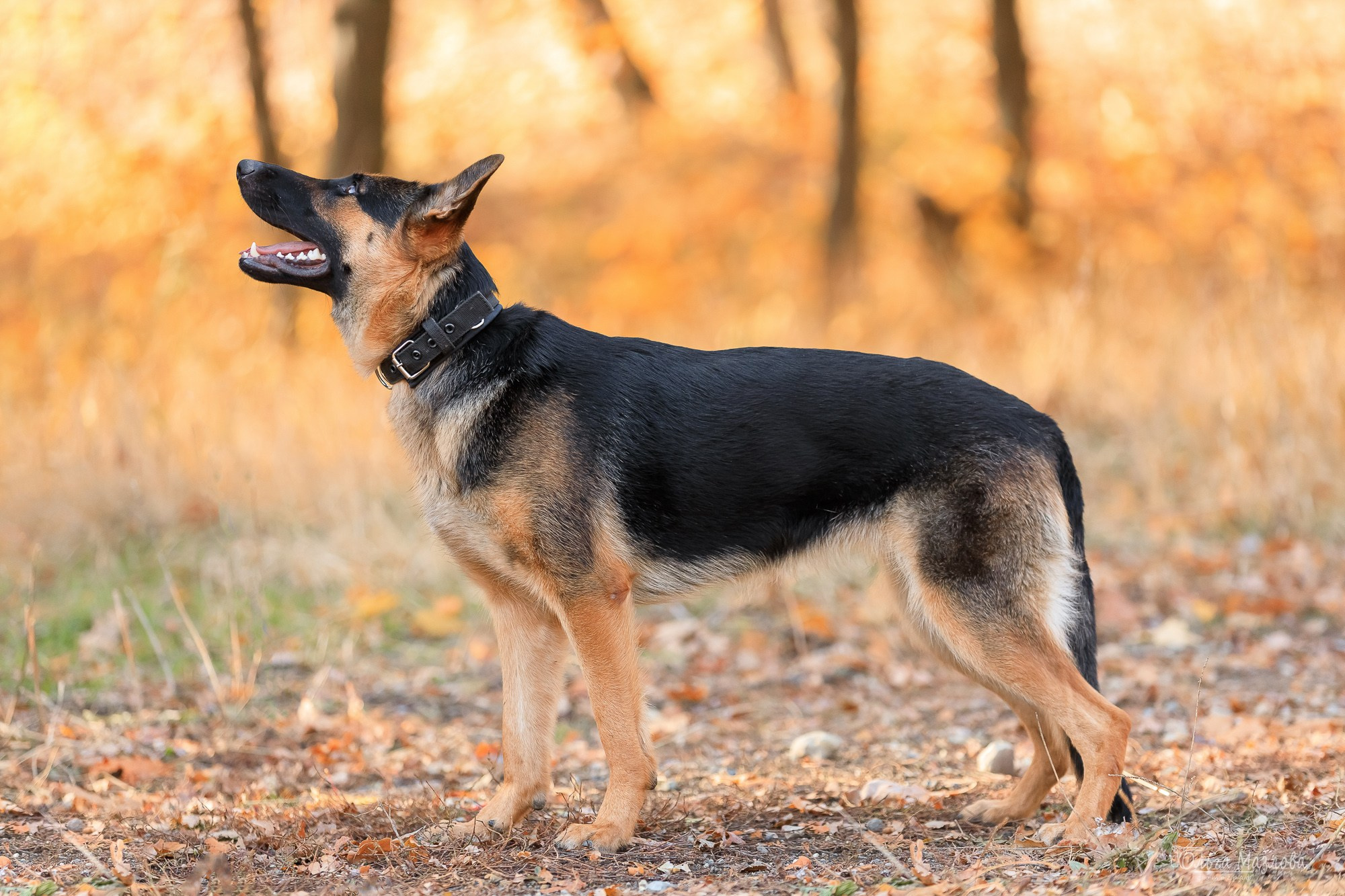 Наталья и Лекса. Фотограф в Саратове Ольга Мазлова