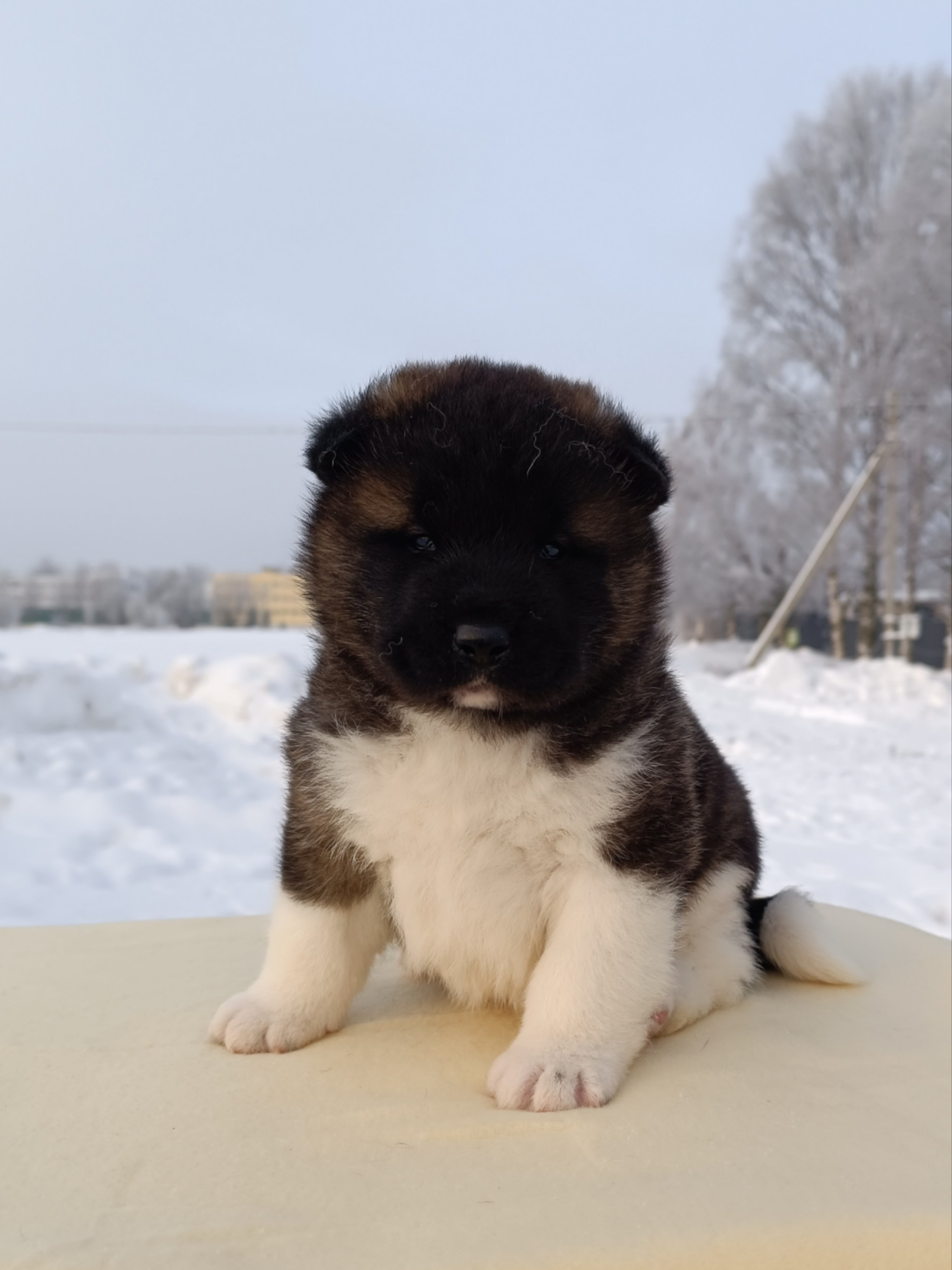 Rubylight Ctsar'. Американская акита I Сиба ину I Питомник RUBYLIGHT