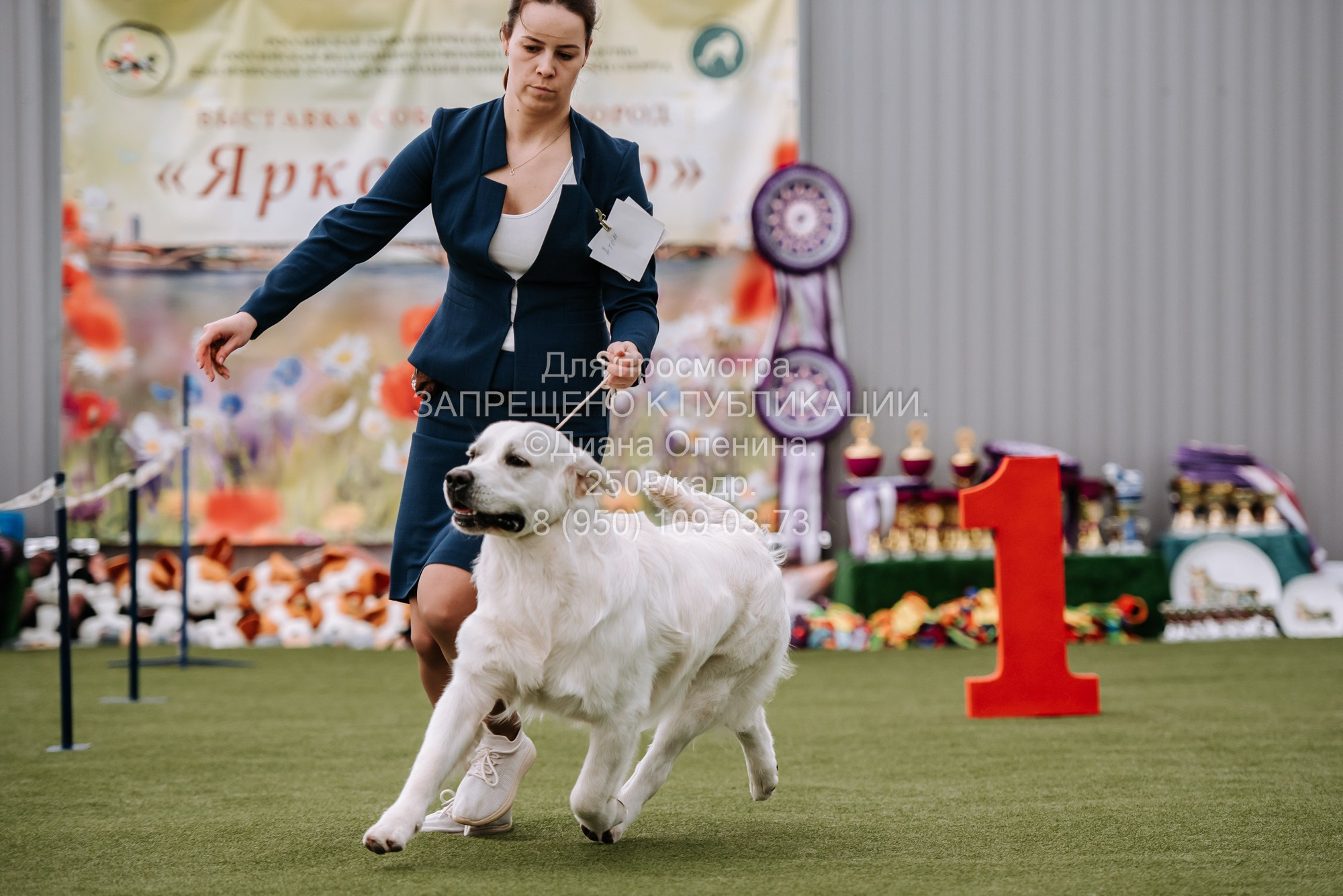 Выставка собак Красноярск 2.06. Фотограф Диана Оленина Красноярск / Братск