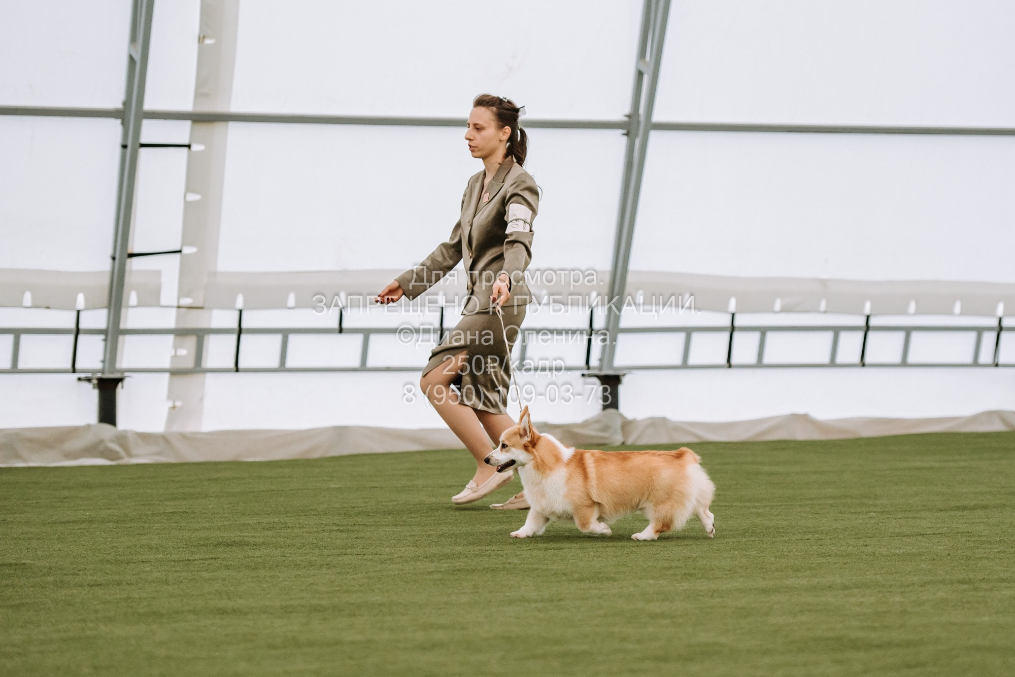 Выставка собак Красноярск 2.06. Фотограф Диана Оленина Красноярск / Братск