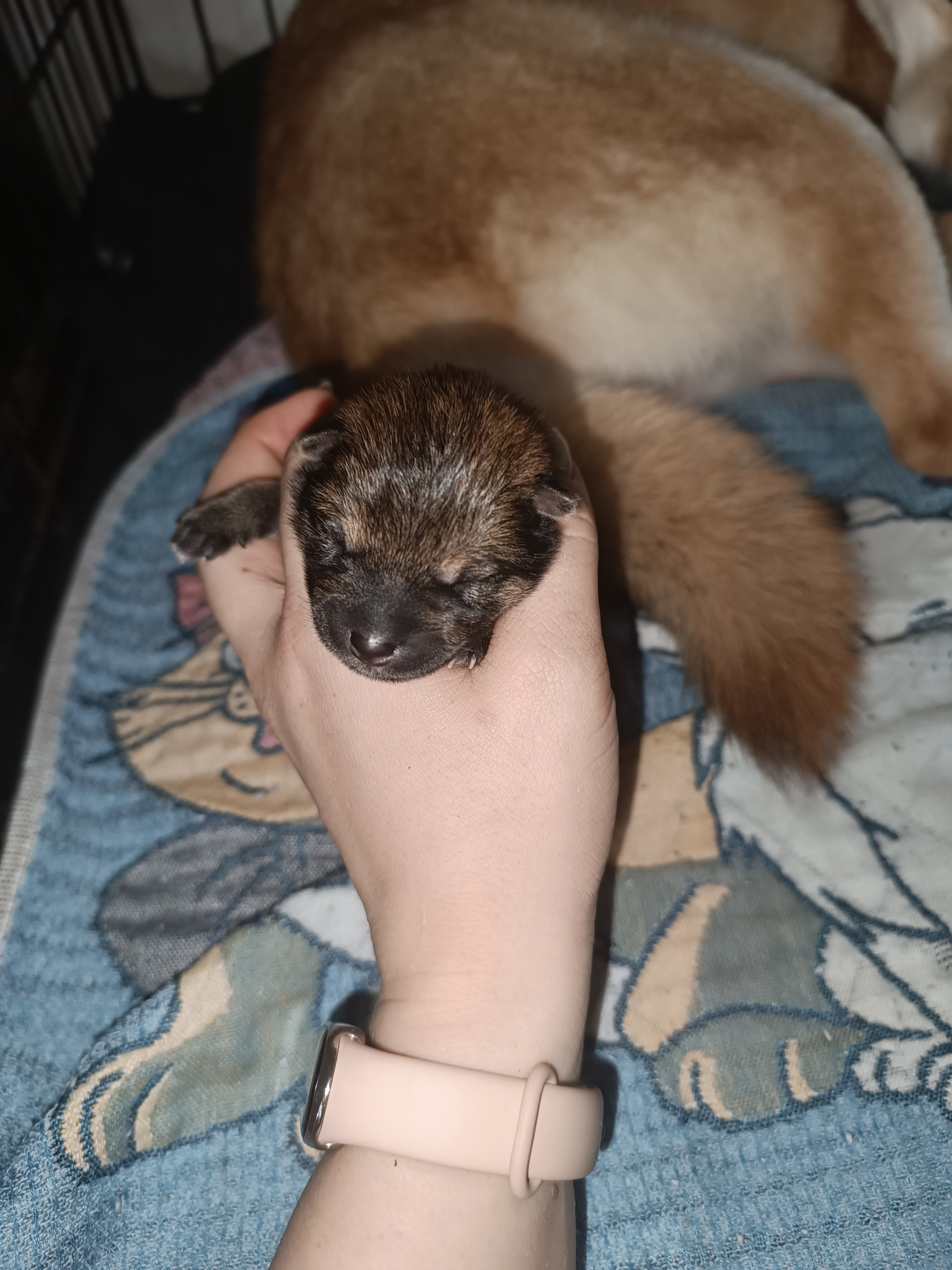 сиба питомник Рубилайт щенки на продажу rubylight  сиба щенки купить СПб Санкт-Петербург 