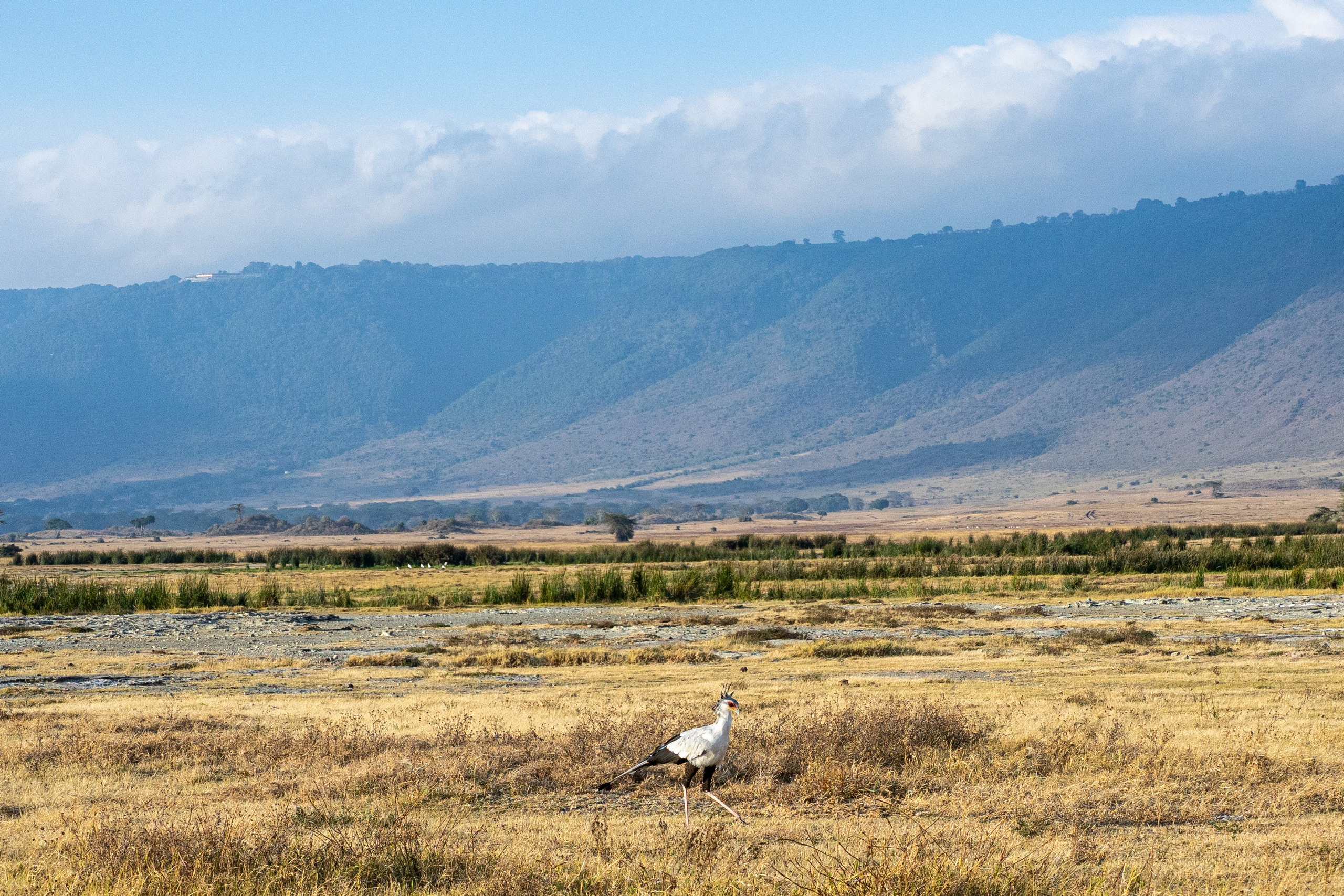 Танзания, сафари, 2025. Творческие сьемки