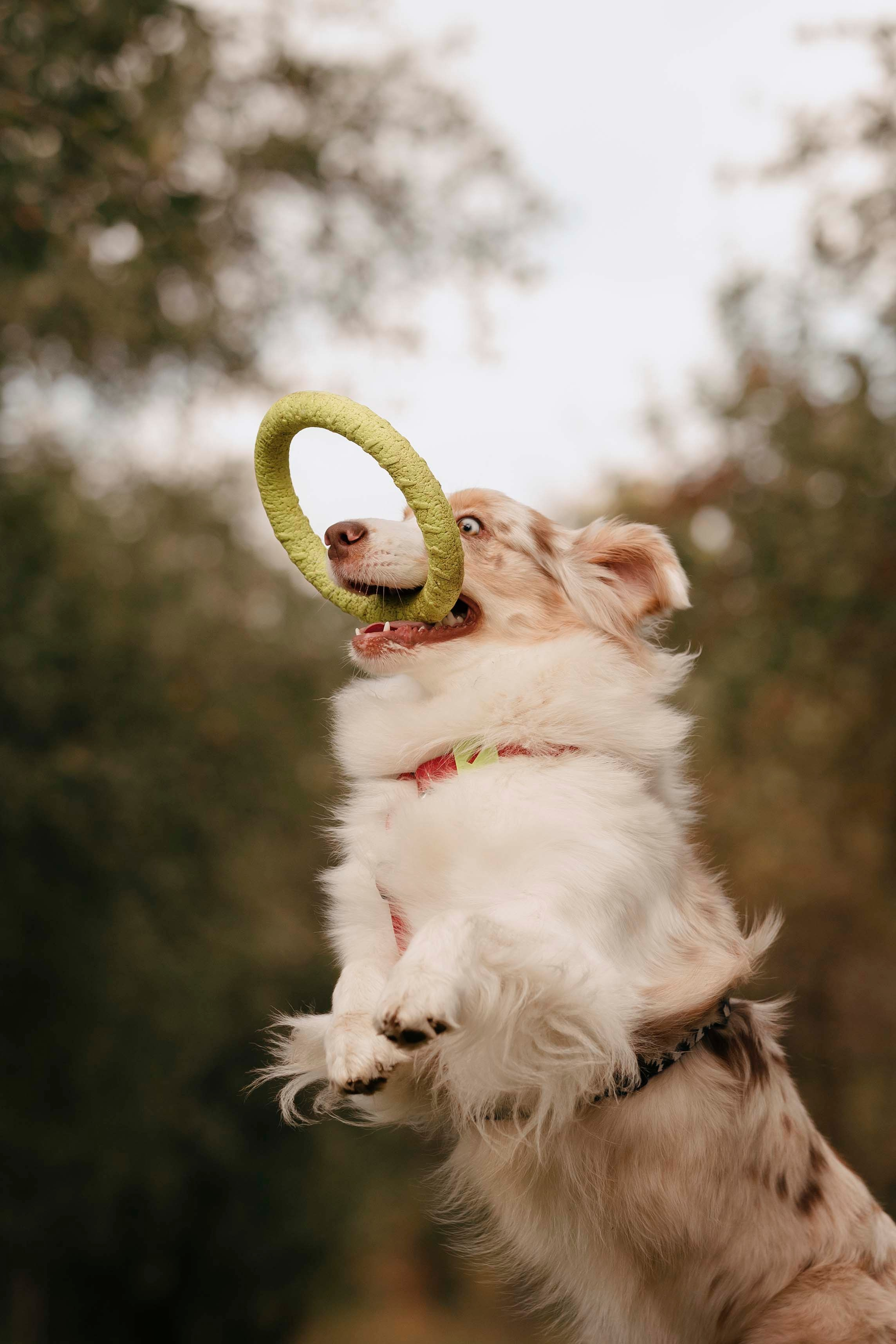 Дженни. Фотограф- анималист Александра Матвеева