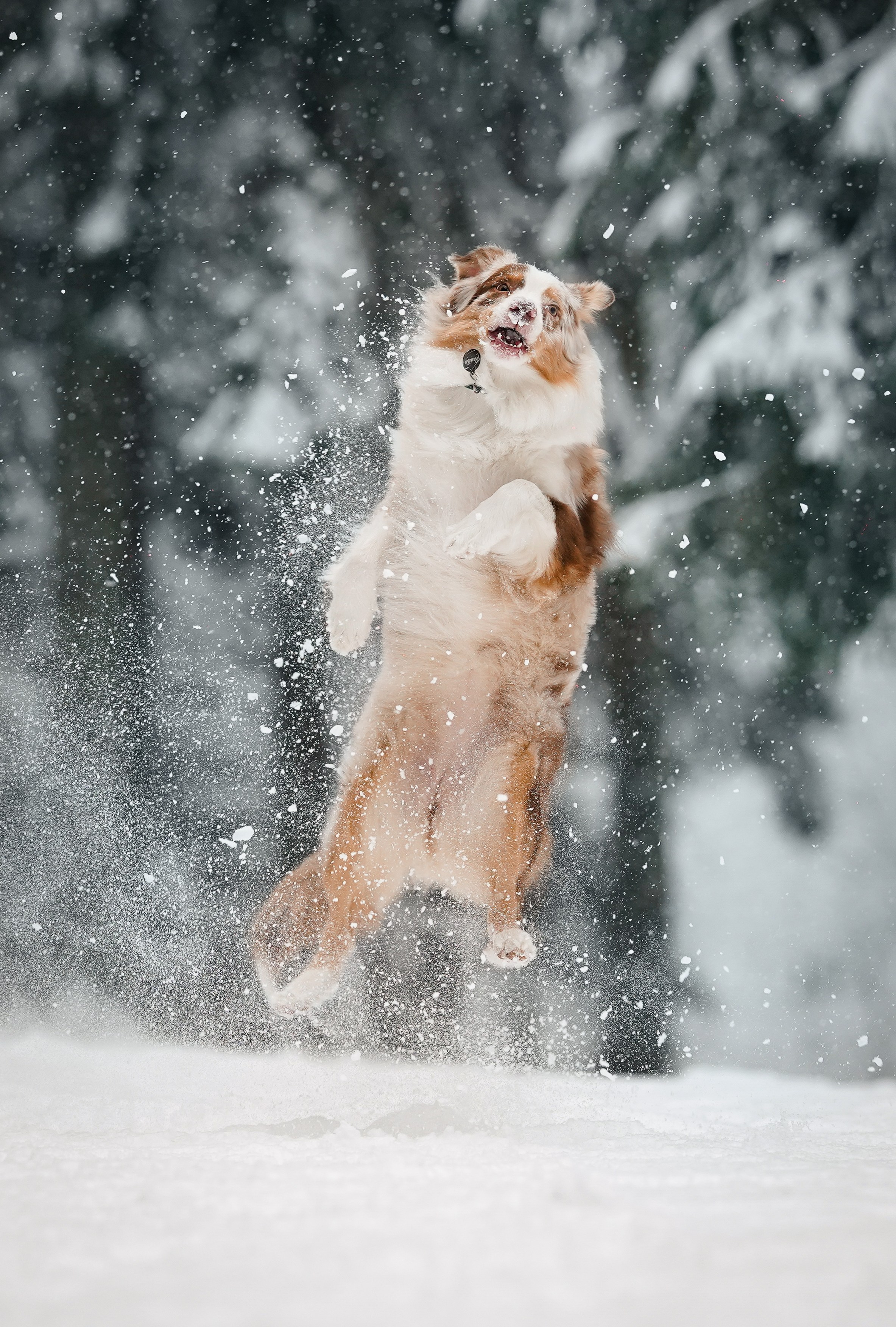 Панда. Фотограф-анималист в Санкт-Петербурге Яна Мартынова