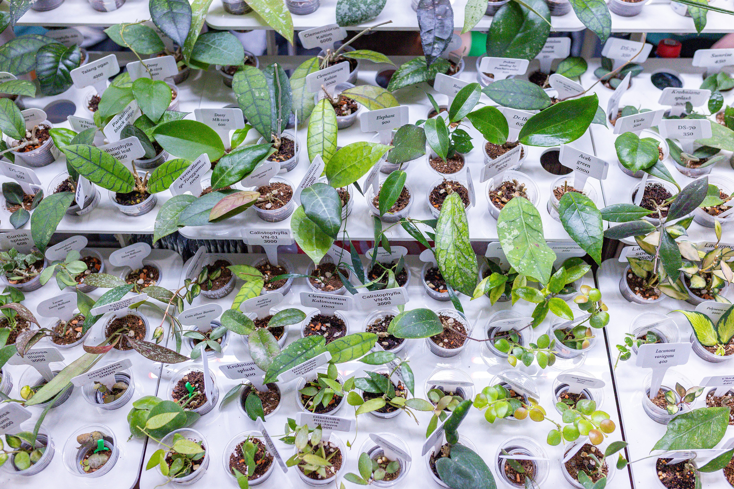 Орхидиум 12.2025. Александра Куликова фотограф, Москва