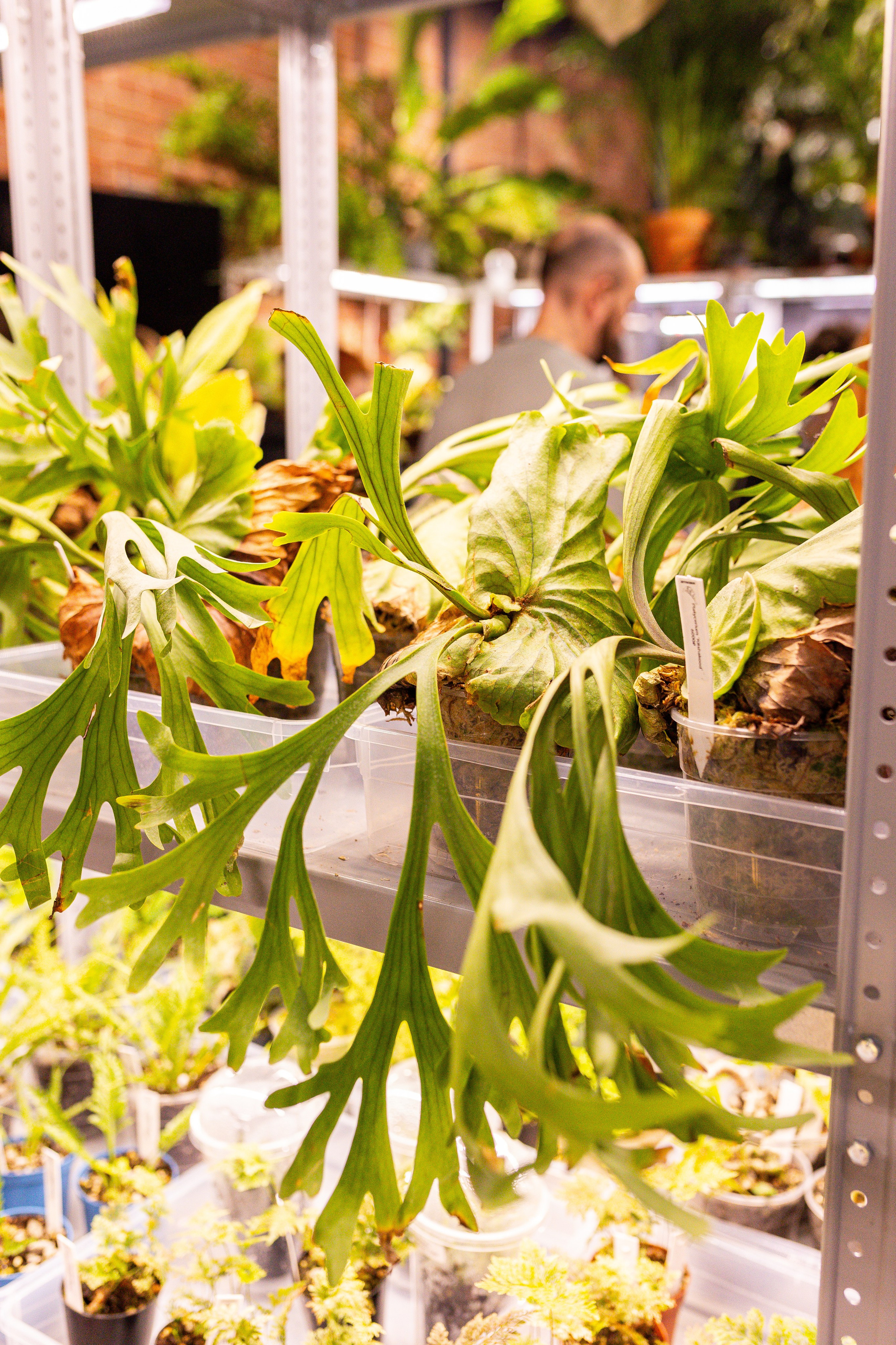 Green_Rare Ярмарка февраль 2025. Александра Куликова фотограф, Москва