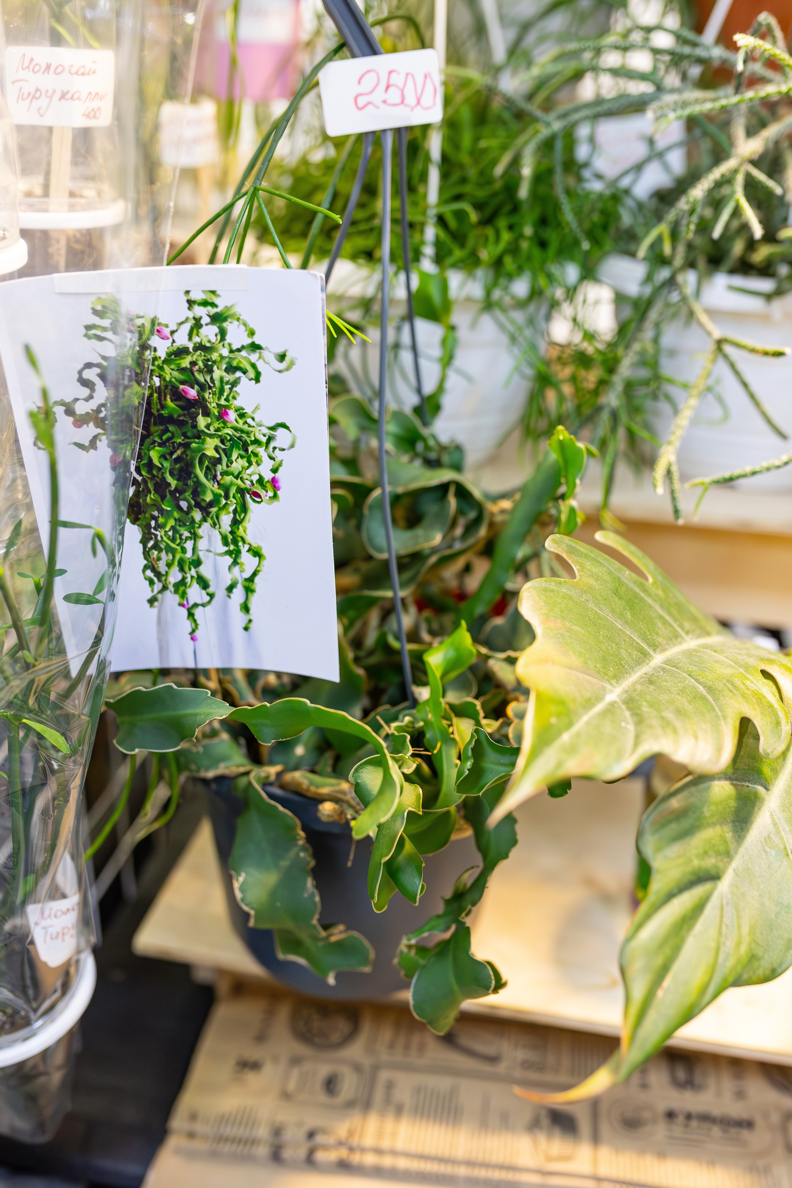 Монстериум апрель 2026. Александра Куликова фотограф, Москва