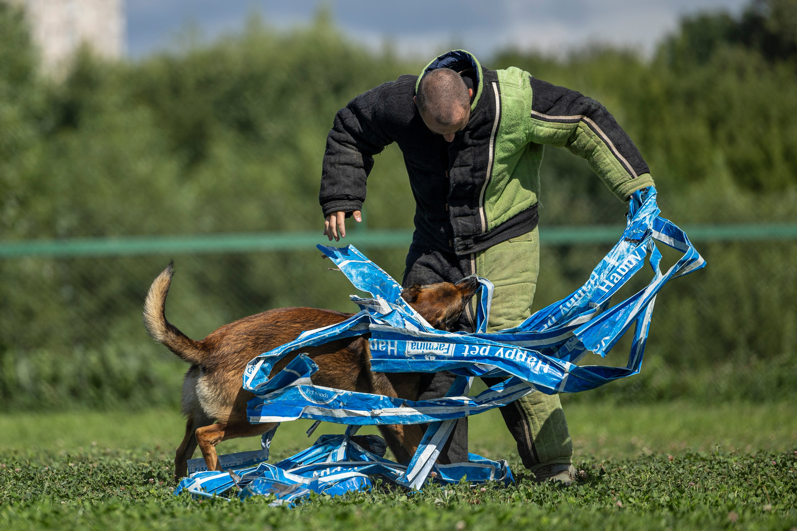 Соревнования по Мондьорингу г. Вологда 10-11.08.2024. Фотограф-анималист Анна Маринич