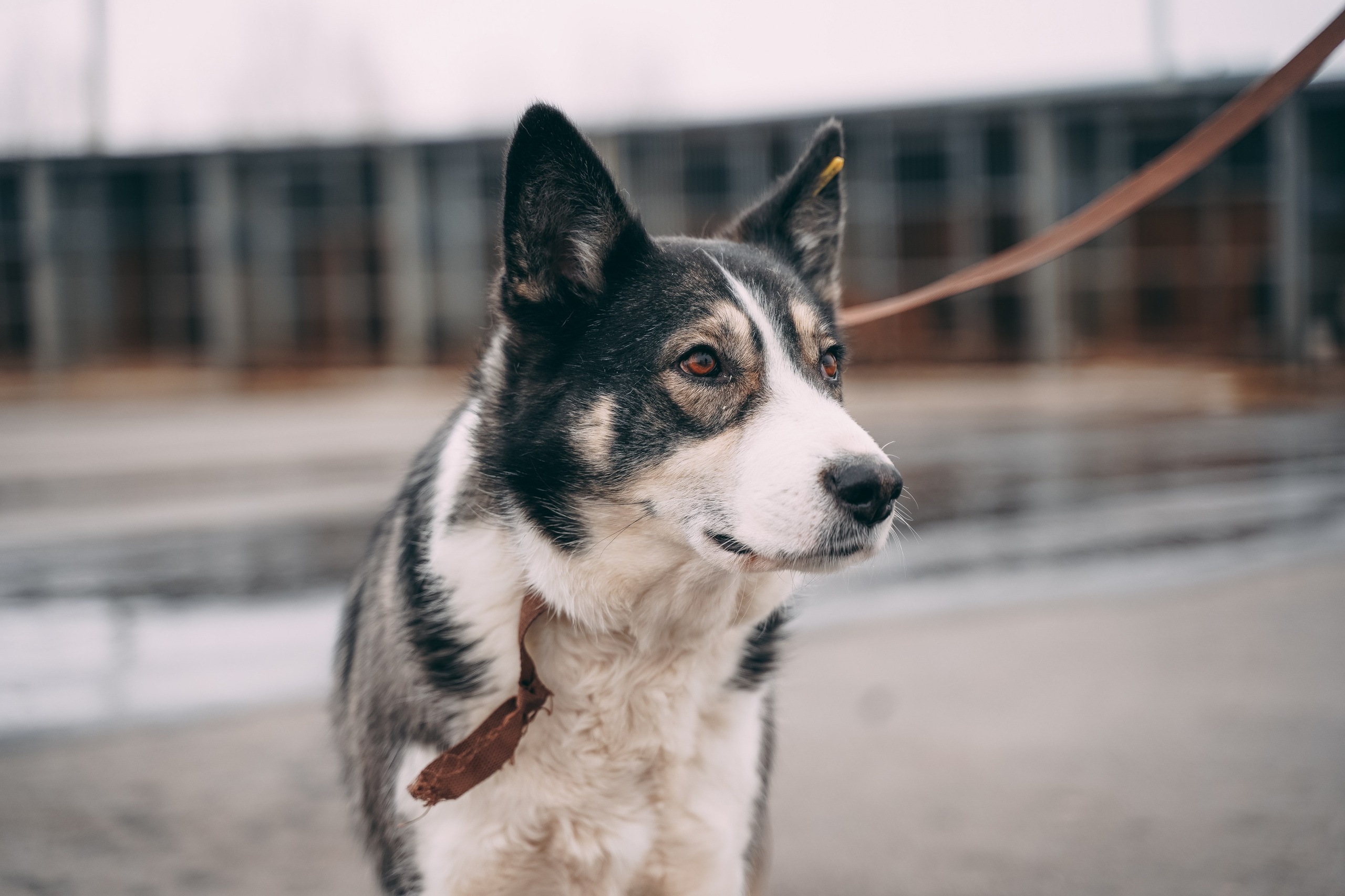 Съемка для благотворительного фонда «Дог 24». Фотограф-анималист, портретный фотограф в Чебоксарах Мария Садыкова