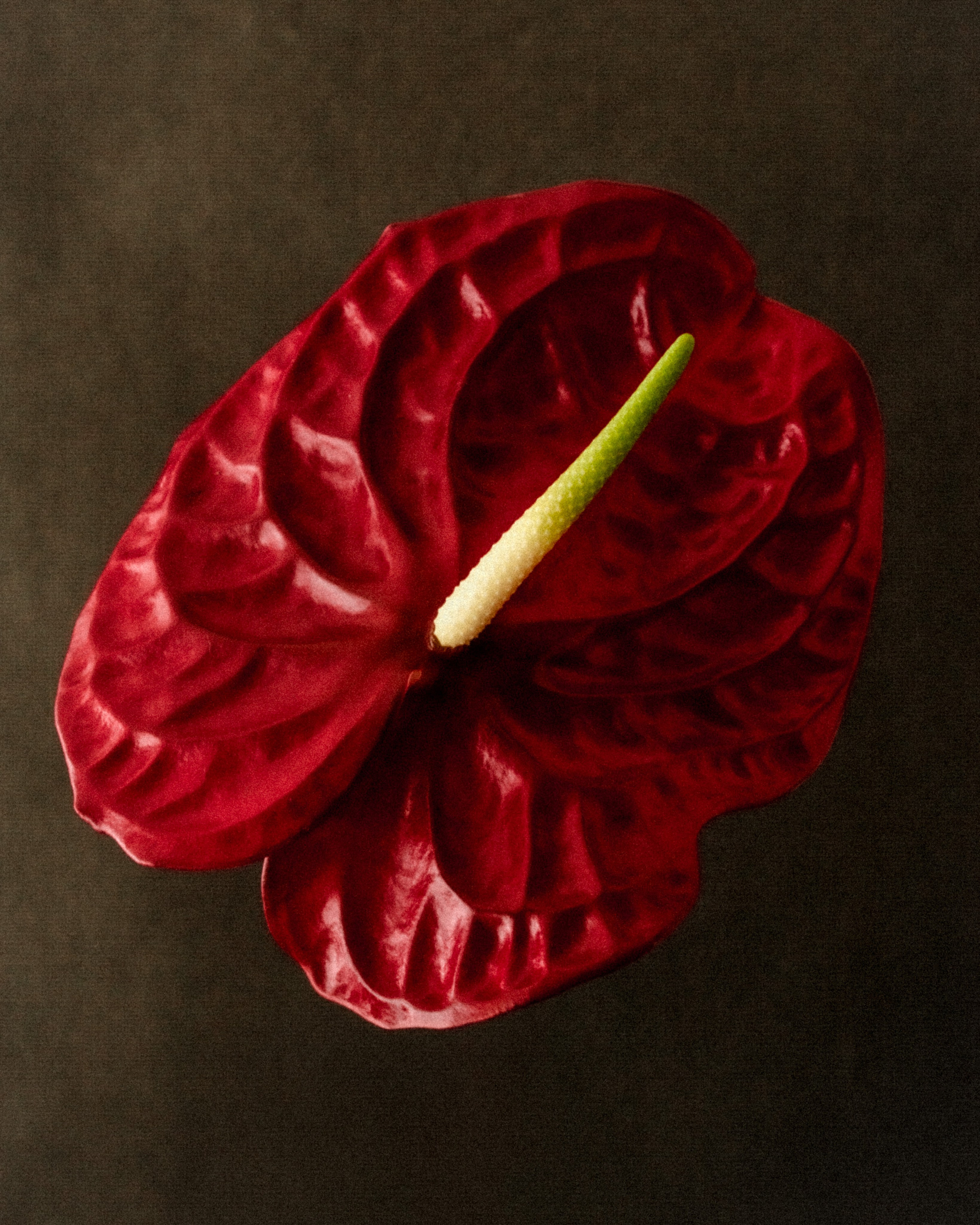 OUTBREAK: Flower Piercing. Фотограф Москва Грошева Софья