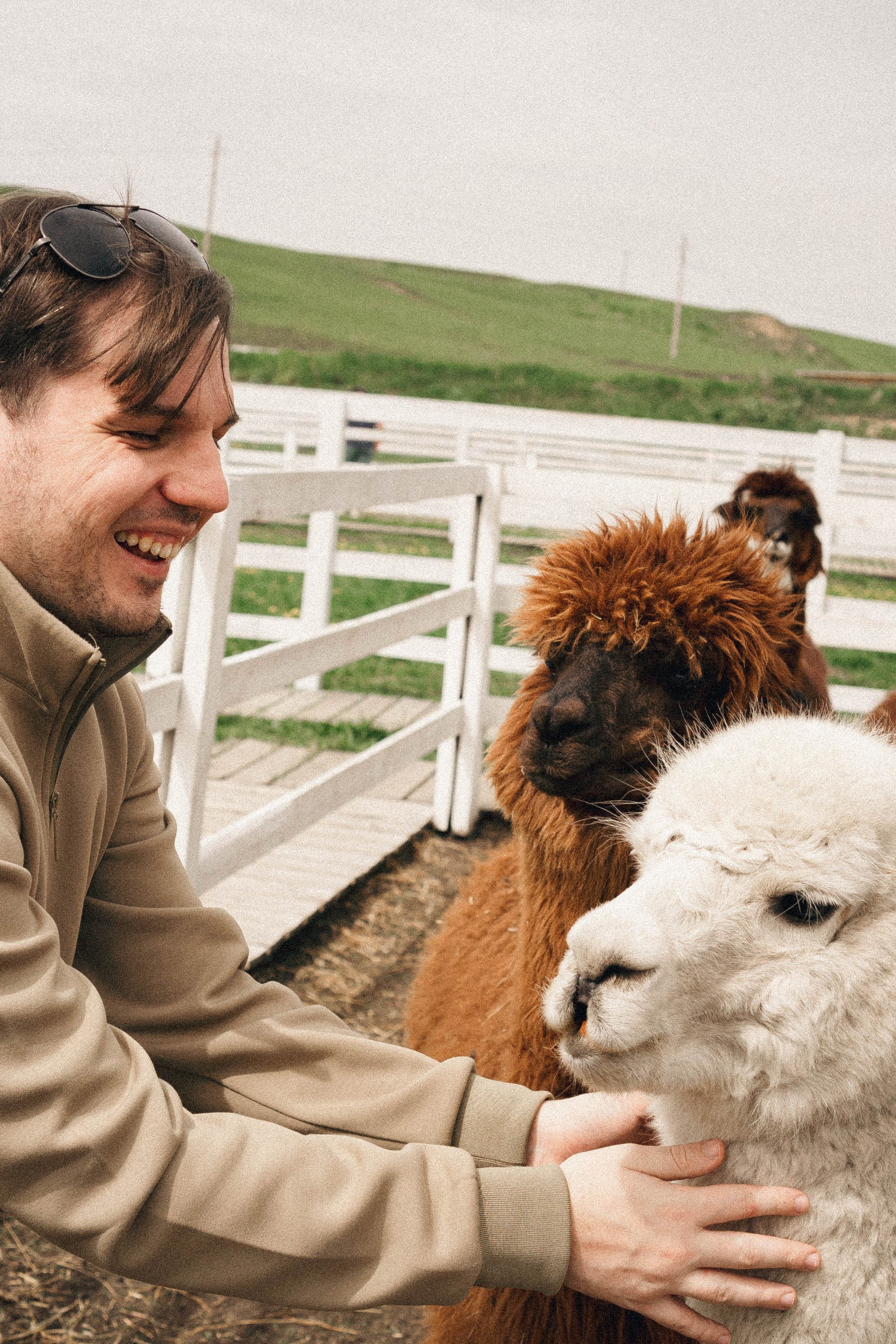 Ферма Альпак. Профессиональный фотограф, Санкт-Петербург — Виктория Богомолова