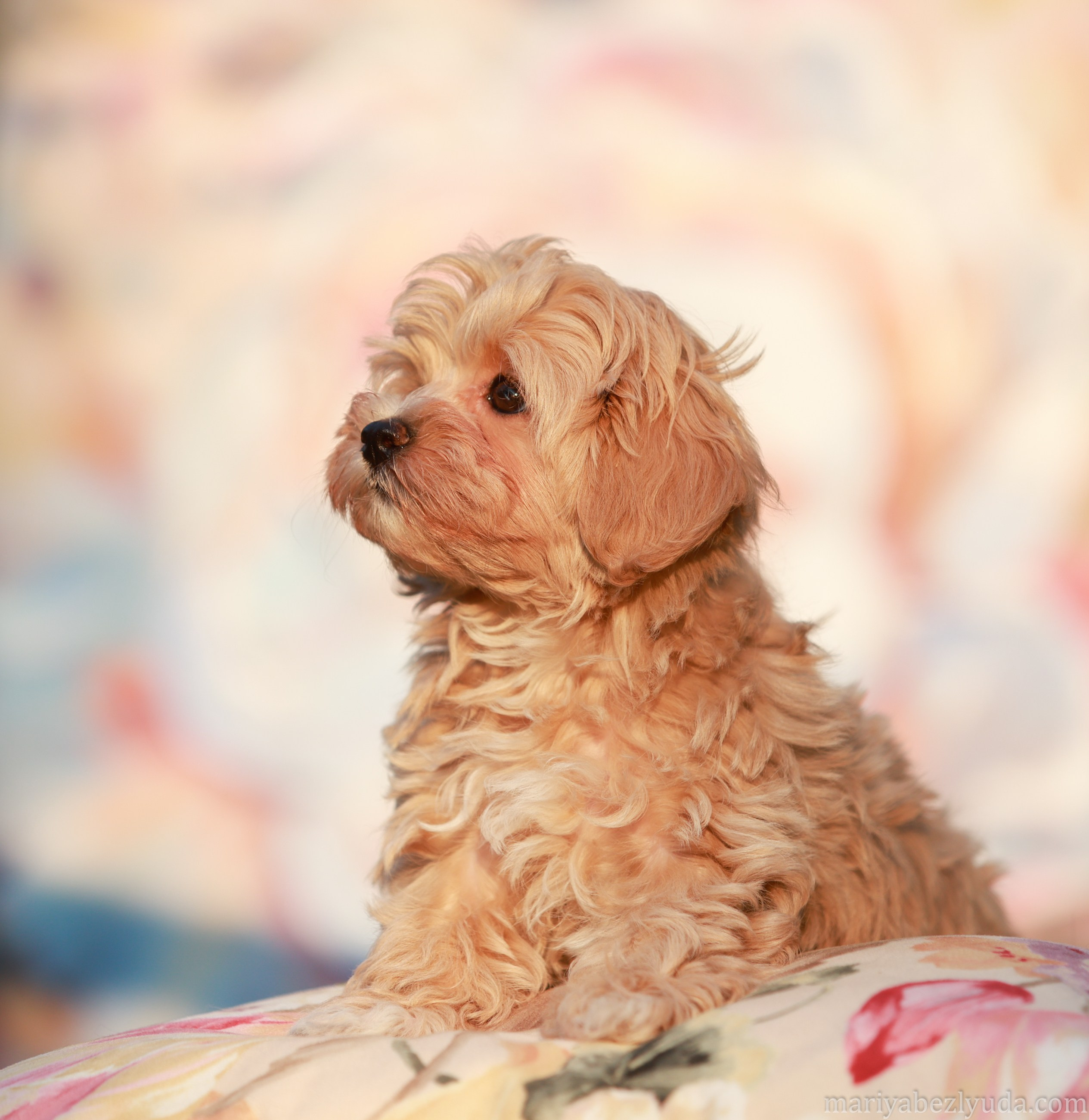 Щенки. Семейный и детский фотограф в Москве Мария Быкова