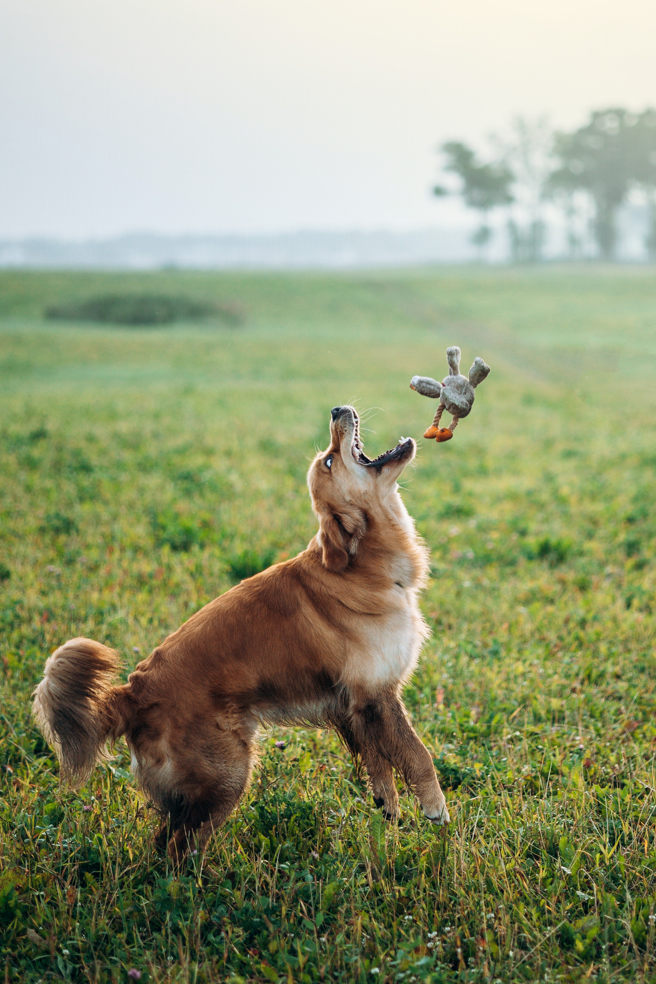 Аня и Ноллан. Фотограф — Анималист | Санкт-Петербург