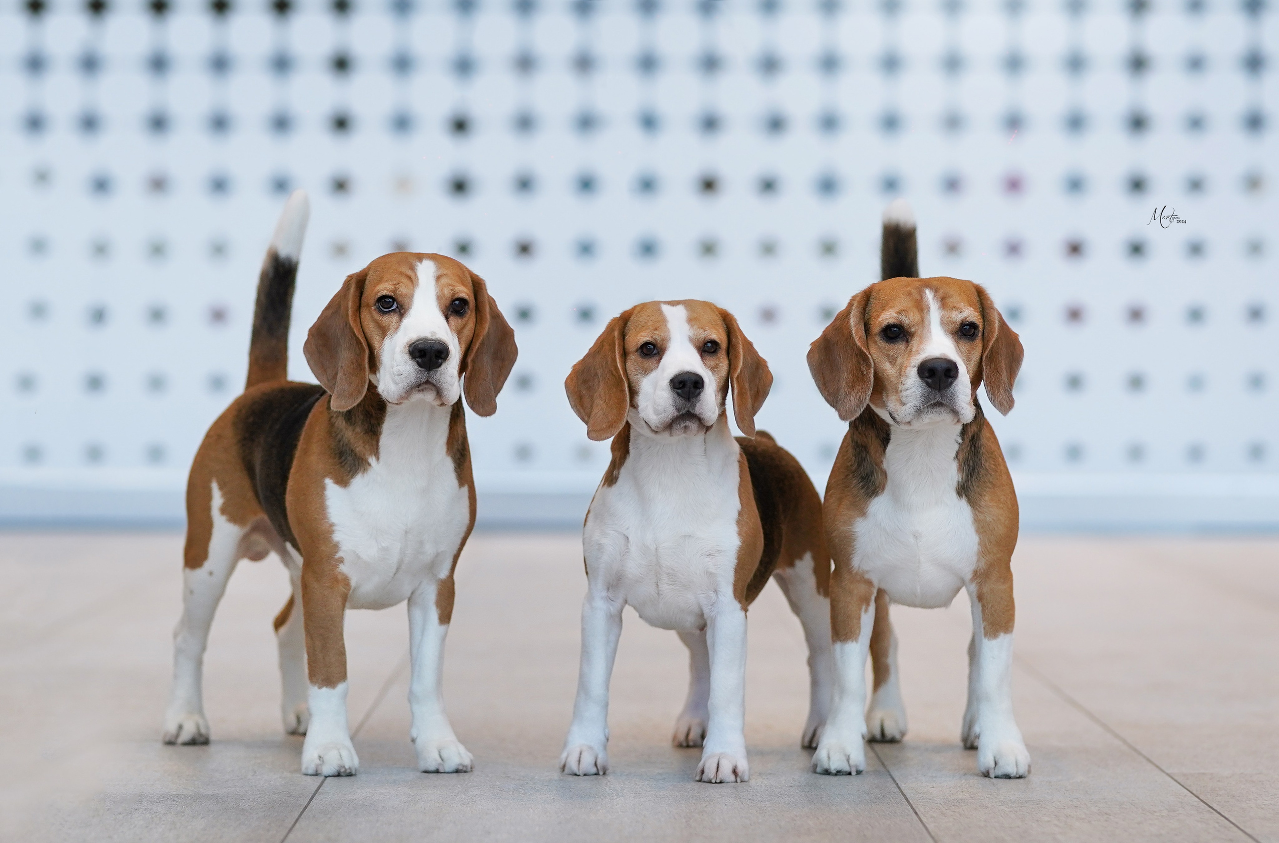 Выставки 2024. Фотограф-анималист в Санкт-Петербурге Яна Мартынова