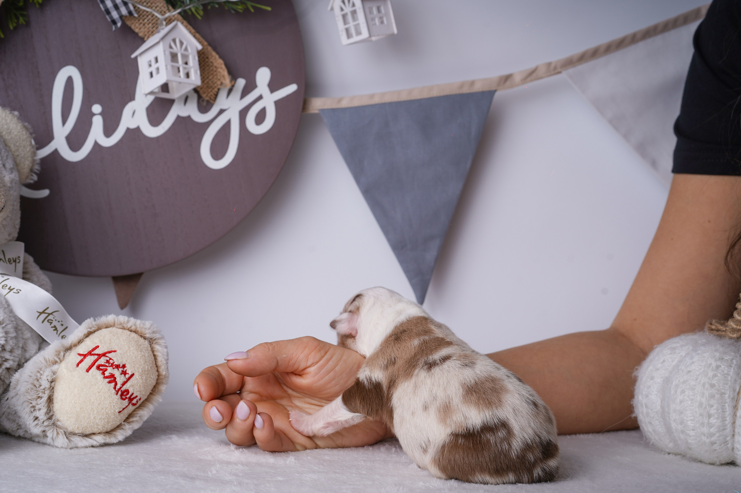 Щенули аусси. Фотограф-анималист в Санкт-Петербурге Яна Мартынова
