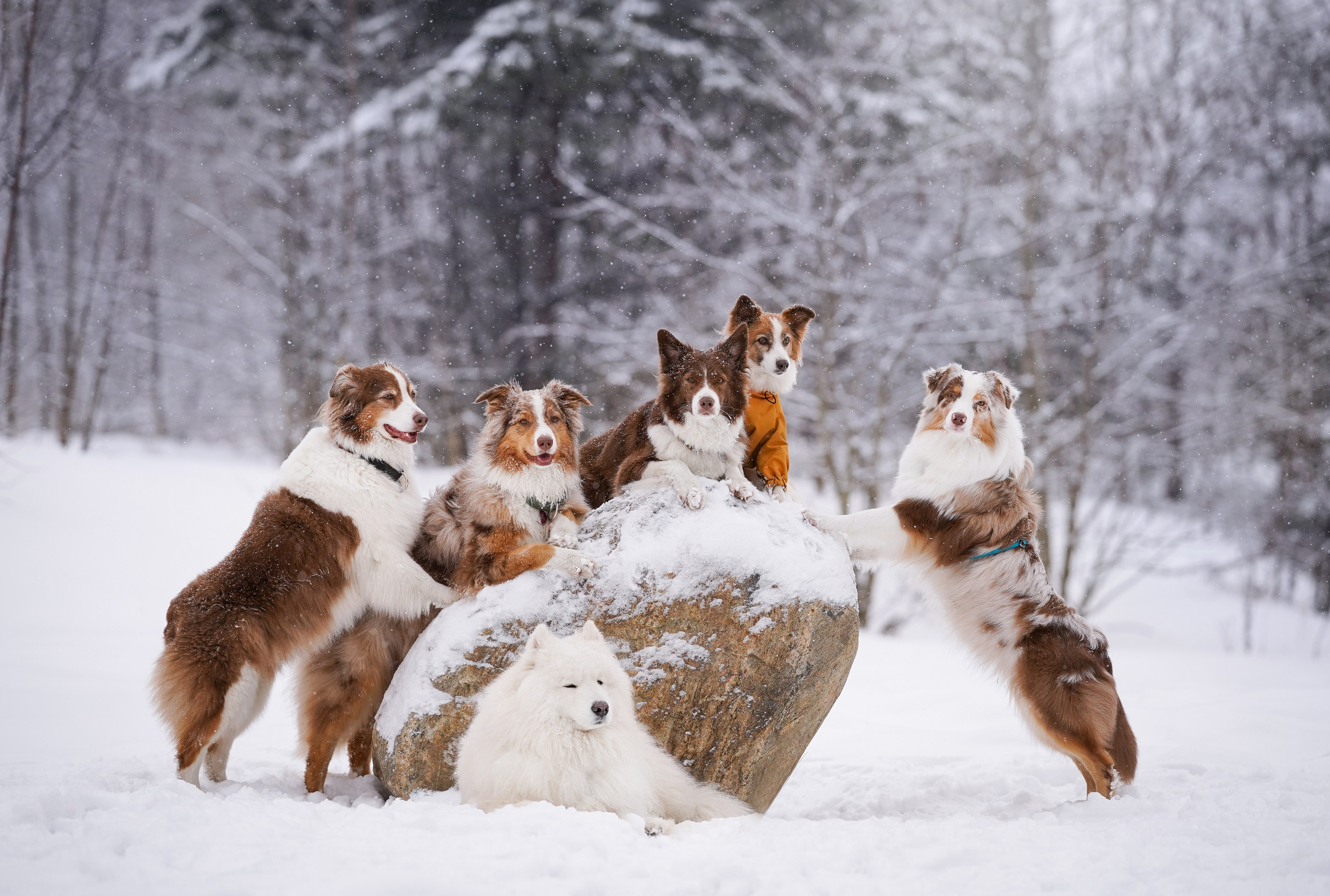 Красно-рыжая банда. Фотограф-анималист в Санкт-Петербурге Яна Мартынова