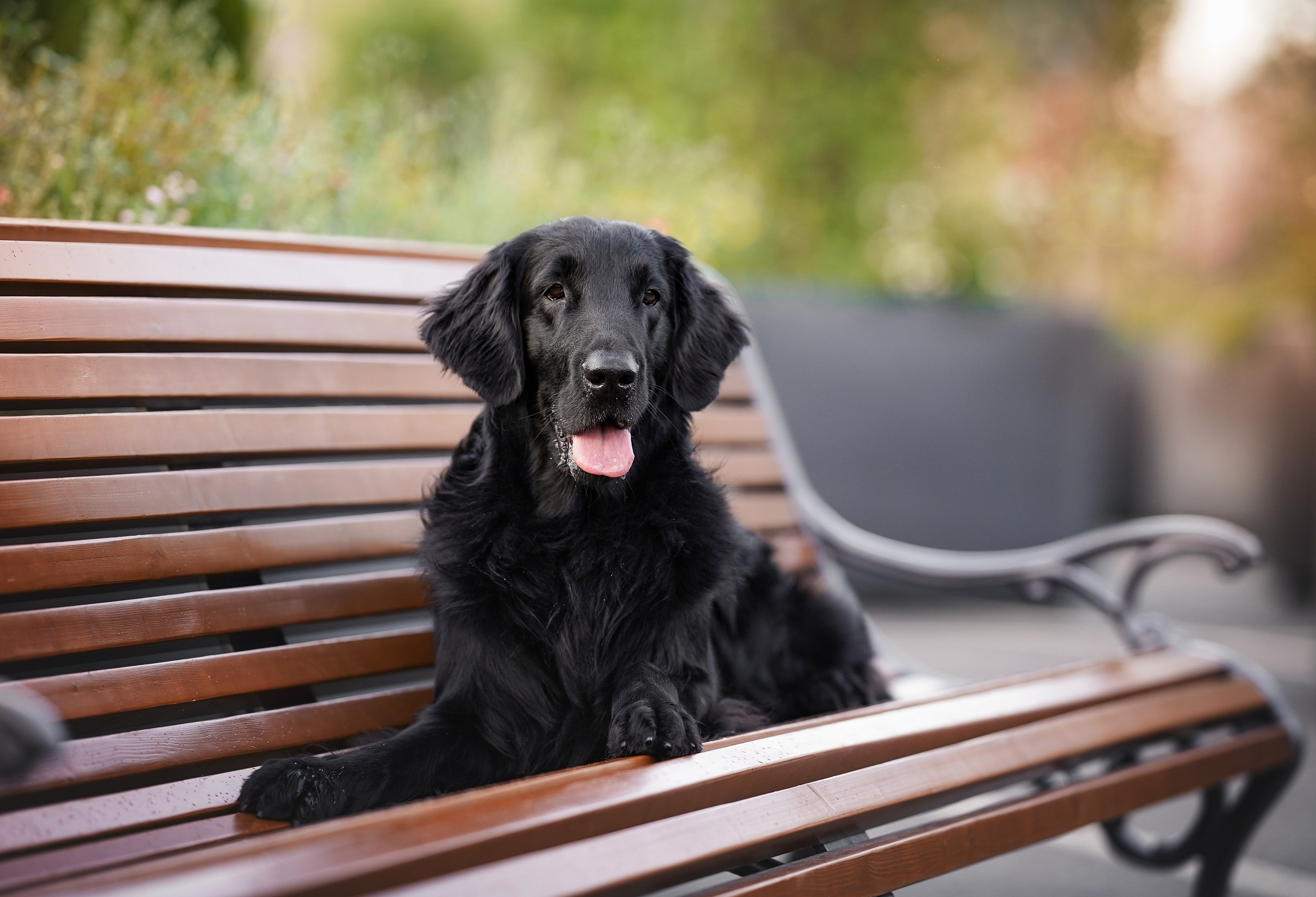 Анна и Мустик. Фотограф-анималист в Санкт-Петербурге Яна Мартынова