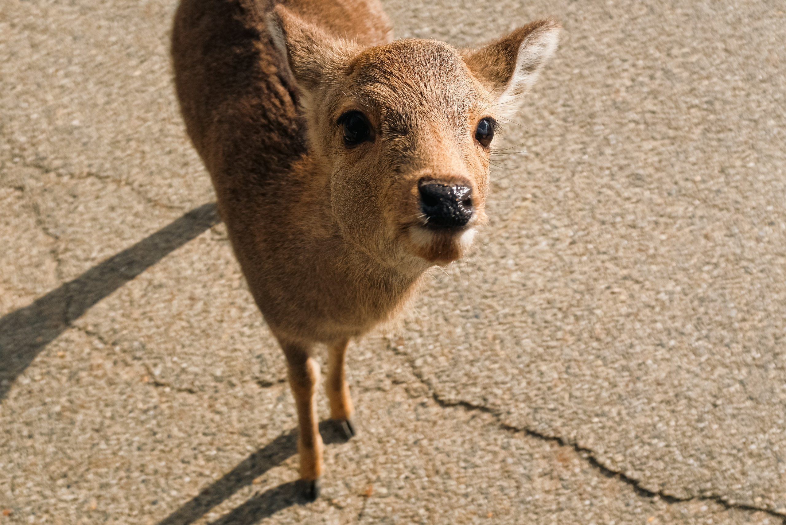 Nara. Regina Platonova