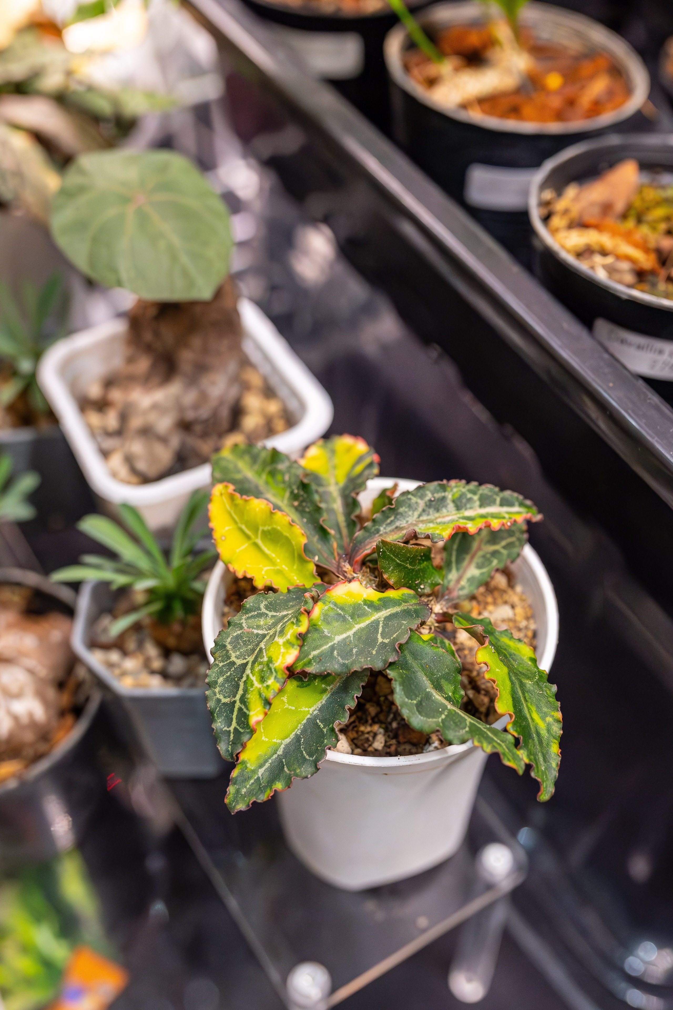 Монстериум апрель 2026. Александра Куликова фотограф, Москва